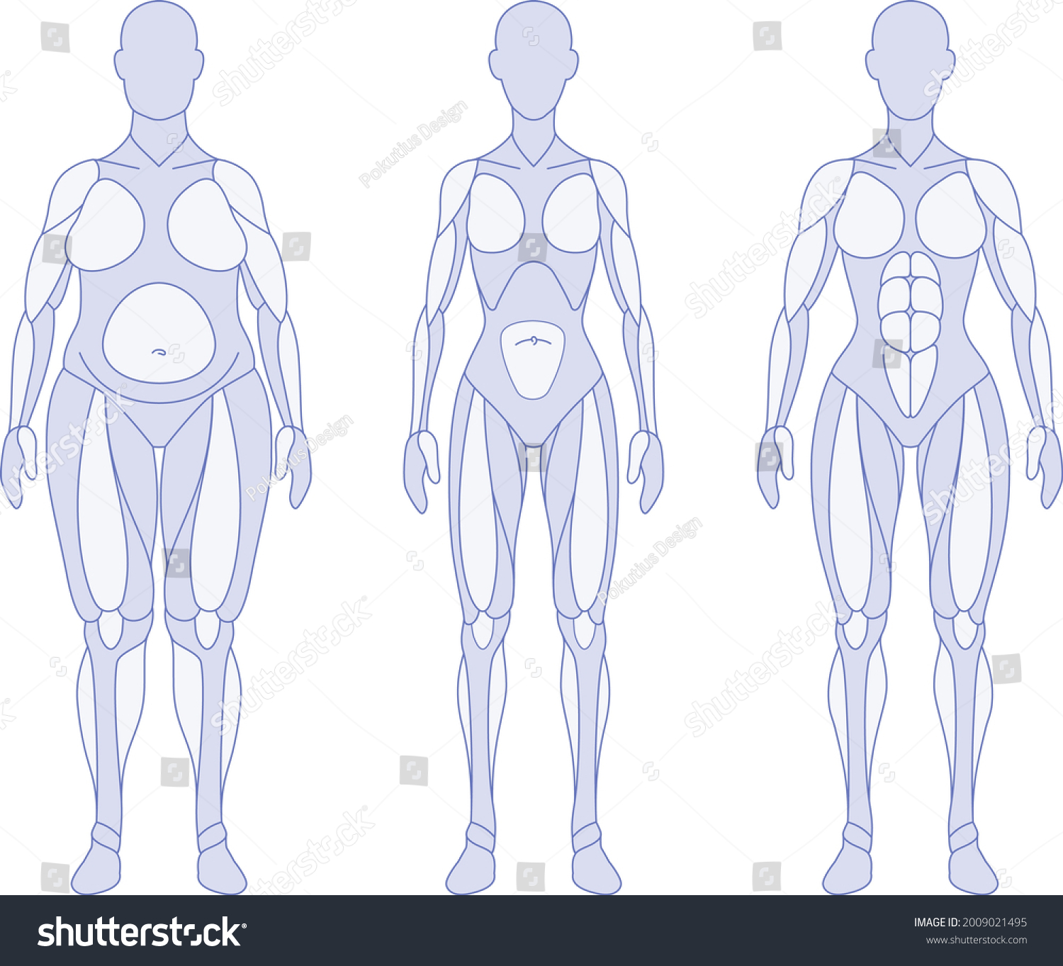 Female Body Types Anatomy Front Stock Vector Royalty Free Shutterstock