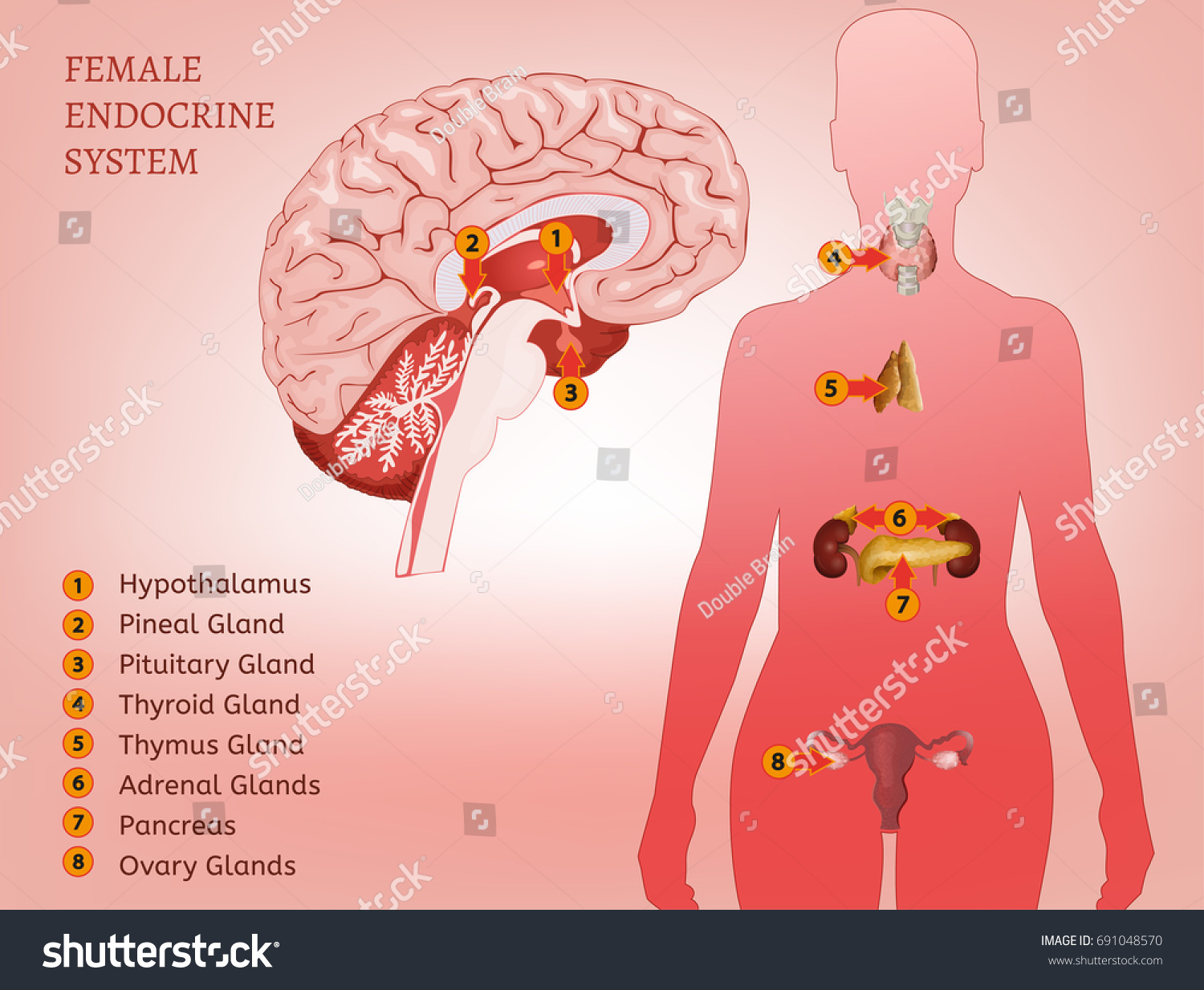Female Endocrine System Human Anatomy Human Stock Vector 691048570 - Shutterstock