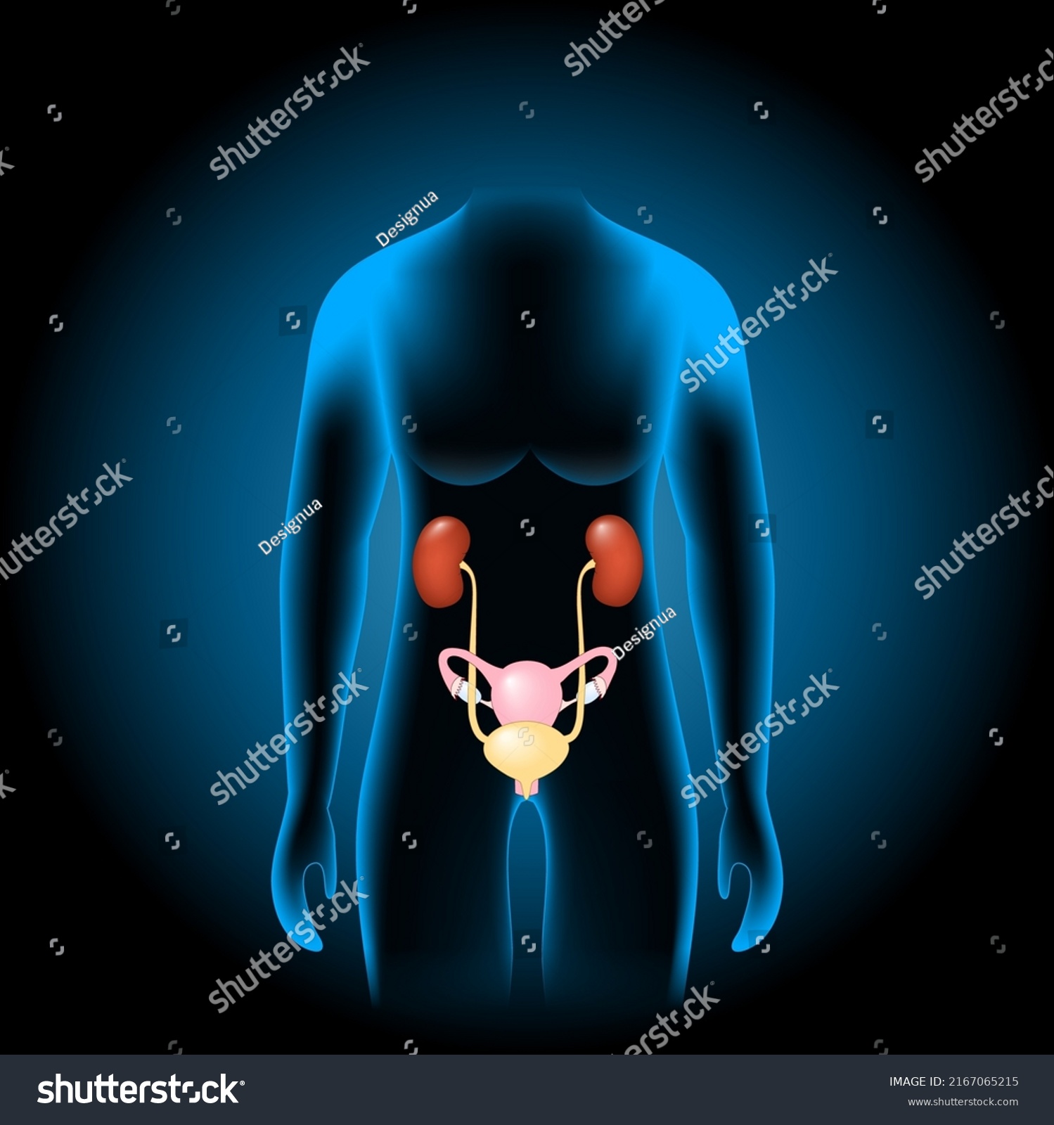 Female Genitourinary 267 รายการ ภาพ ภาพสต็อกและเวกเตอร์ Shutterstock