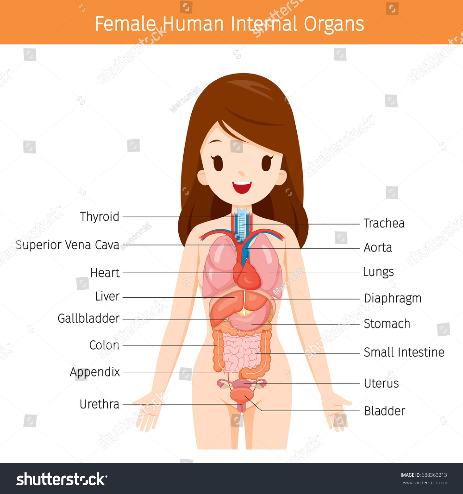 Female Human Anatomy Internal Organs Diagram Stock Vector 688363213