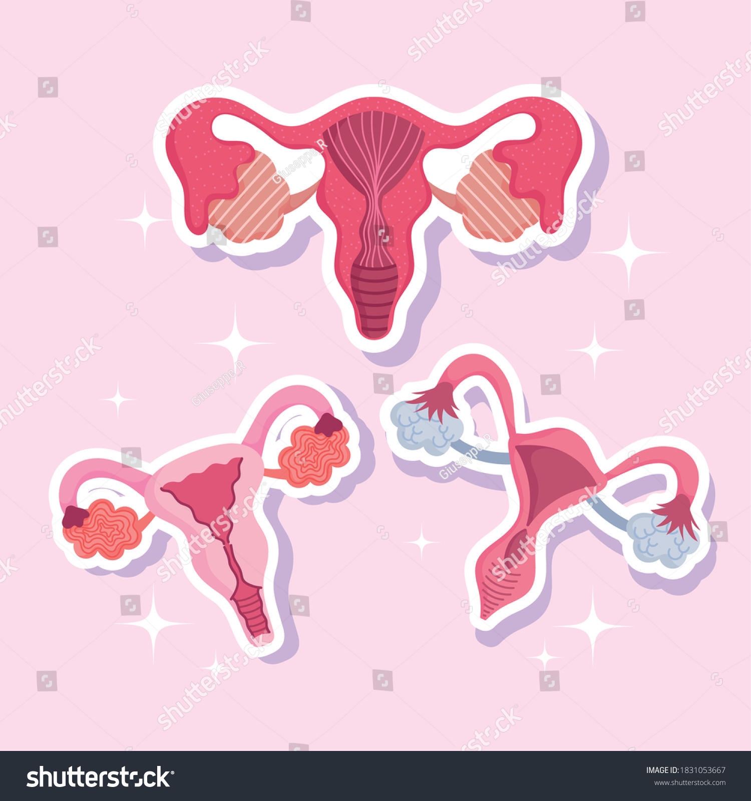 Female Human Reproductive System Anatomy Gynecology Stock Vector Royalty Free 1831053667