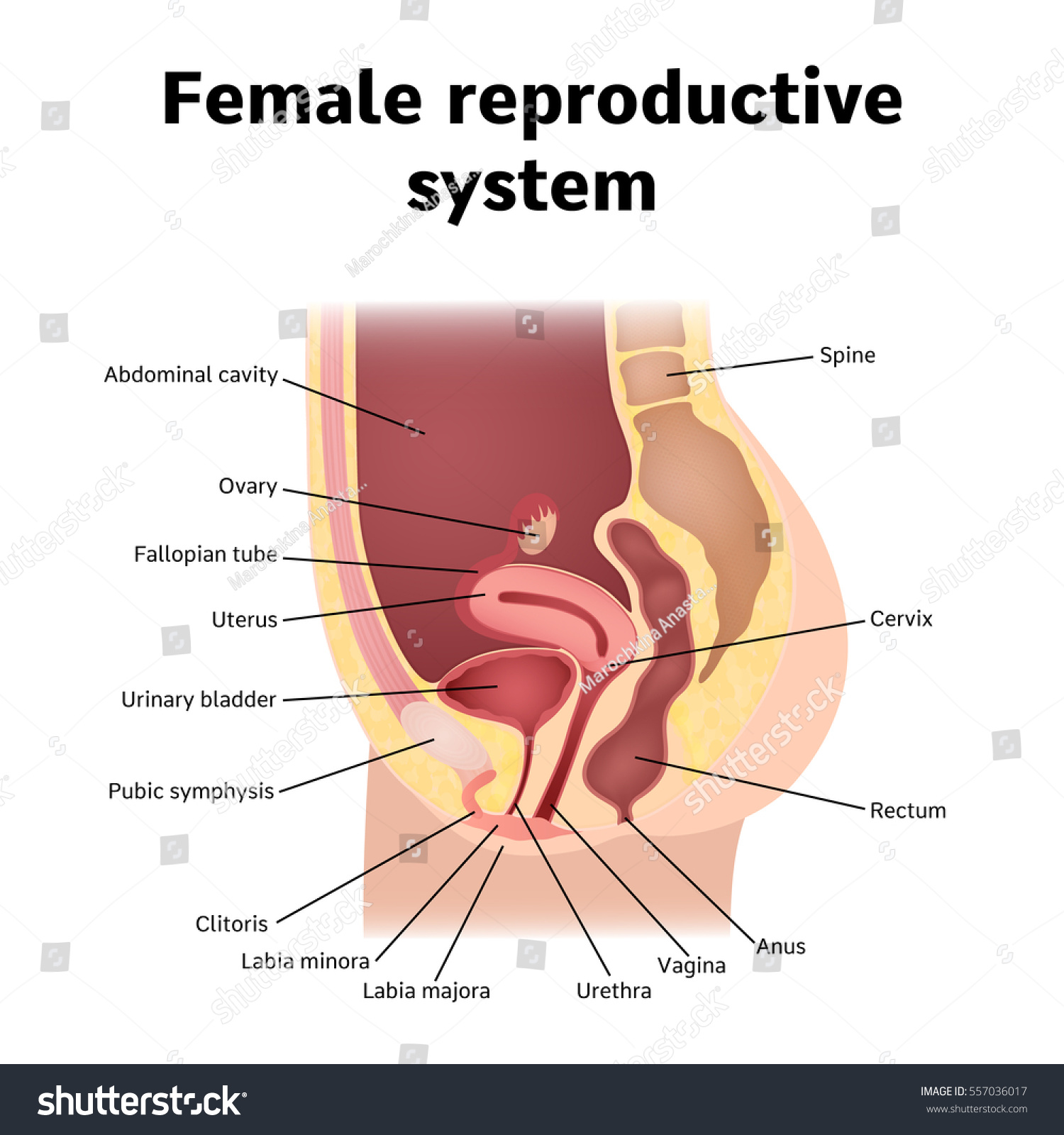 Female Internal Genital Organs Sectional Structure Stock ...