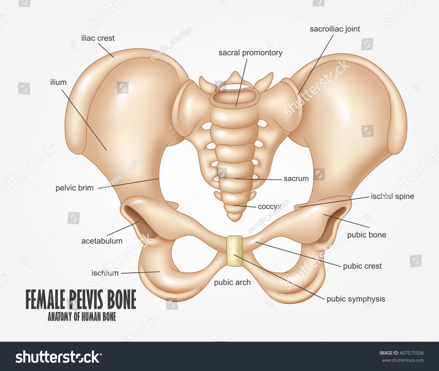Female Pelvis Bone Anatomy Stock Vector 407075506 ...