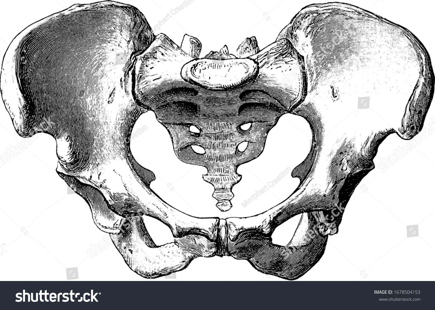 3,911 Pelvis bones Stock Vectors, Images & Vector Art | Shutterstock