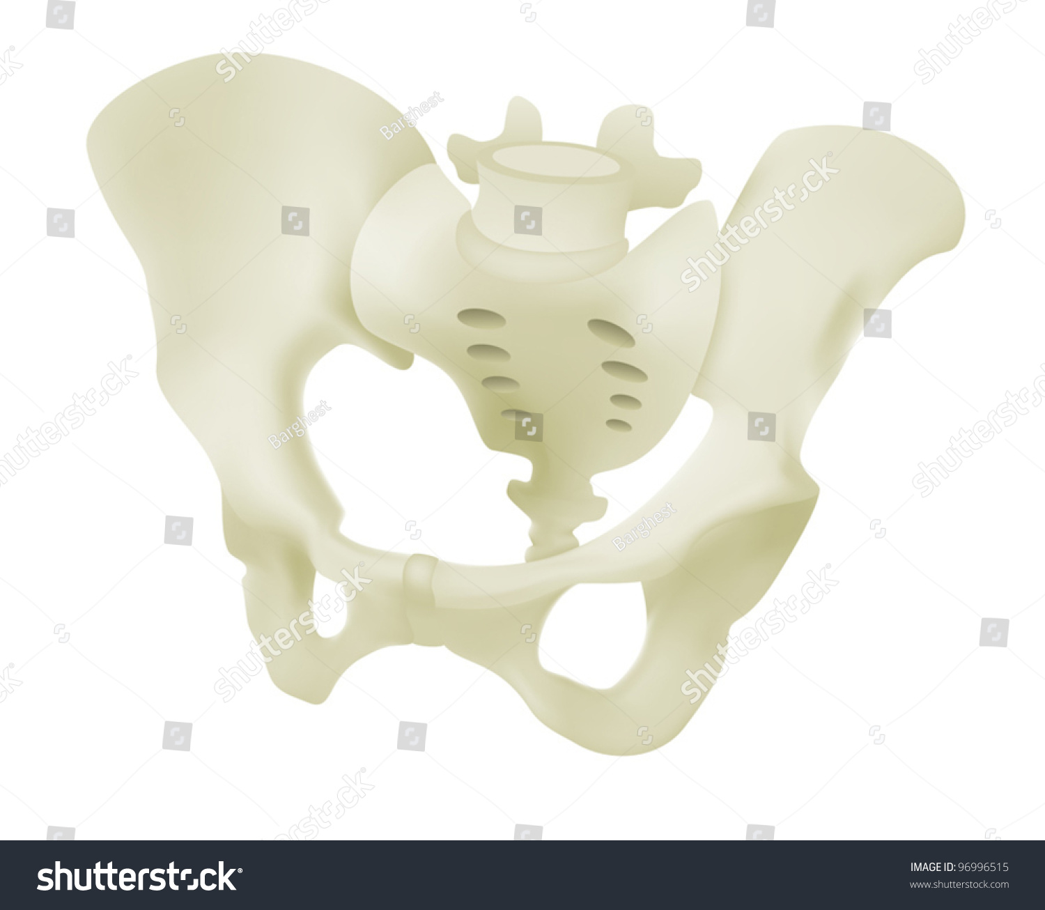 Female Pelvis Model Stock Vector (Royalty Free) 96996515