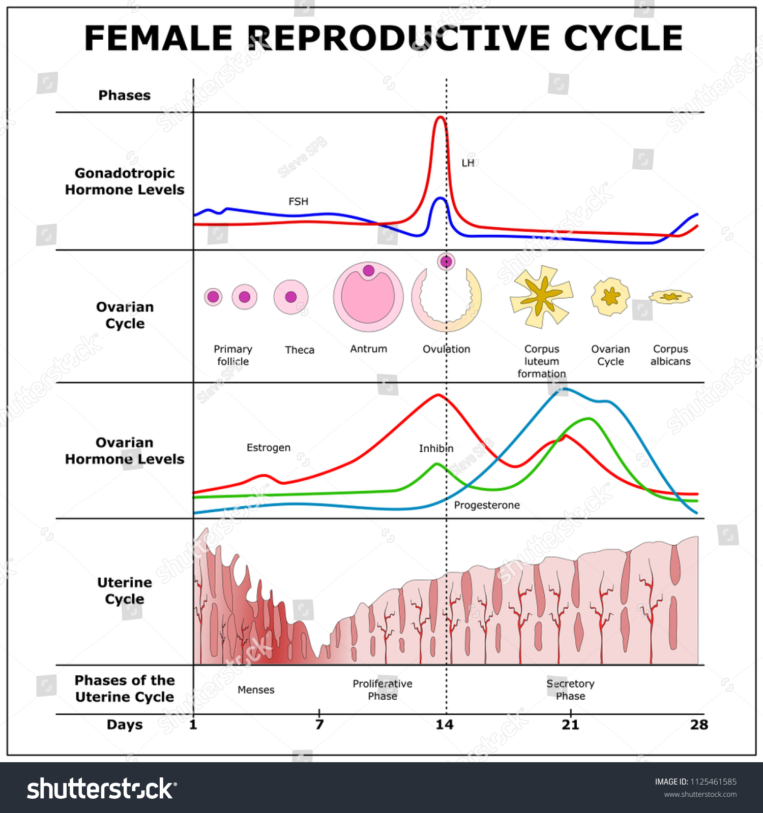 female reproductive cycle