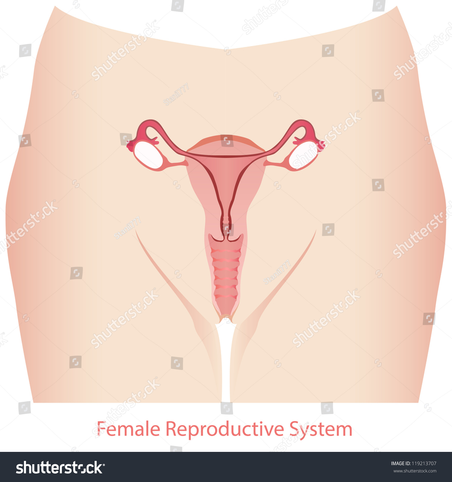 Female Reproductive System Stock Vector Illustration 119213707 Shutterstock
