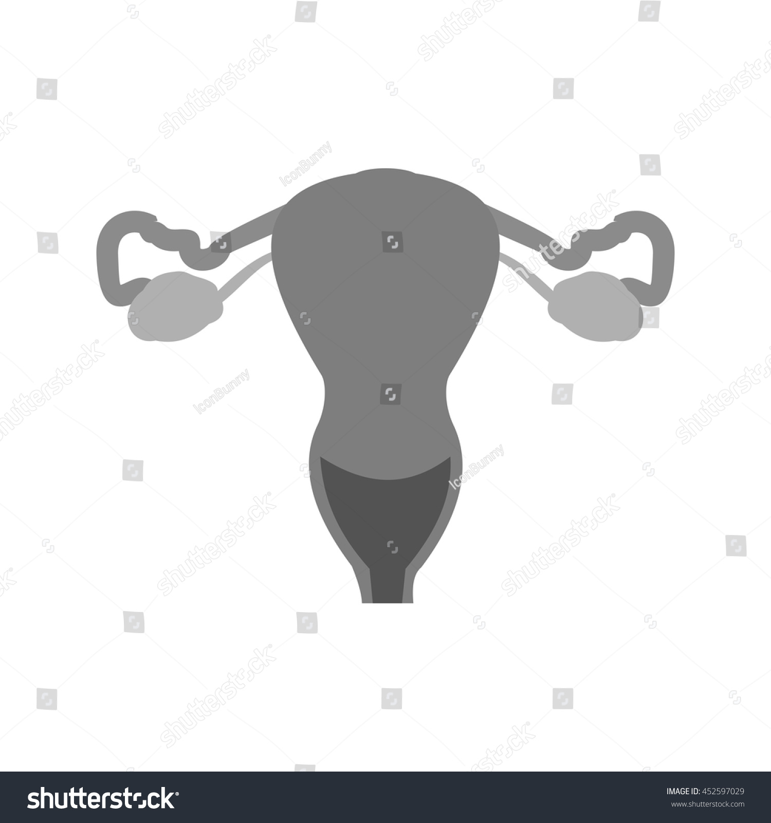 Female Reproductive System Image