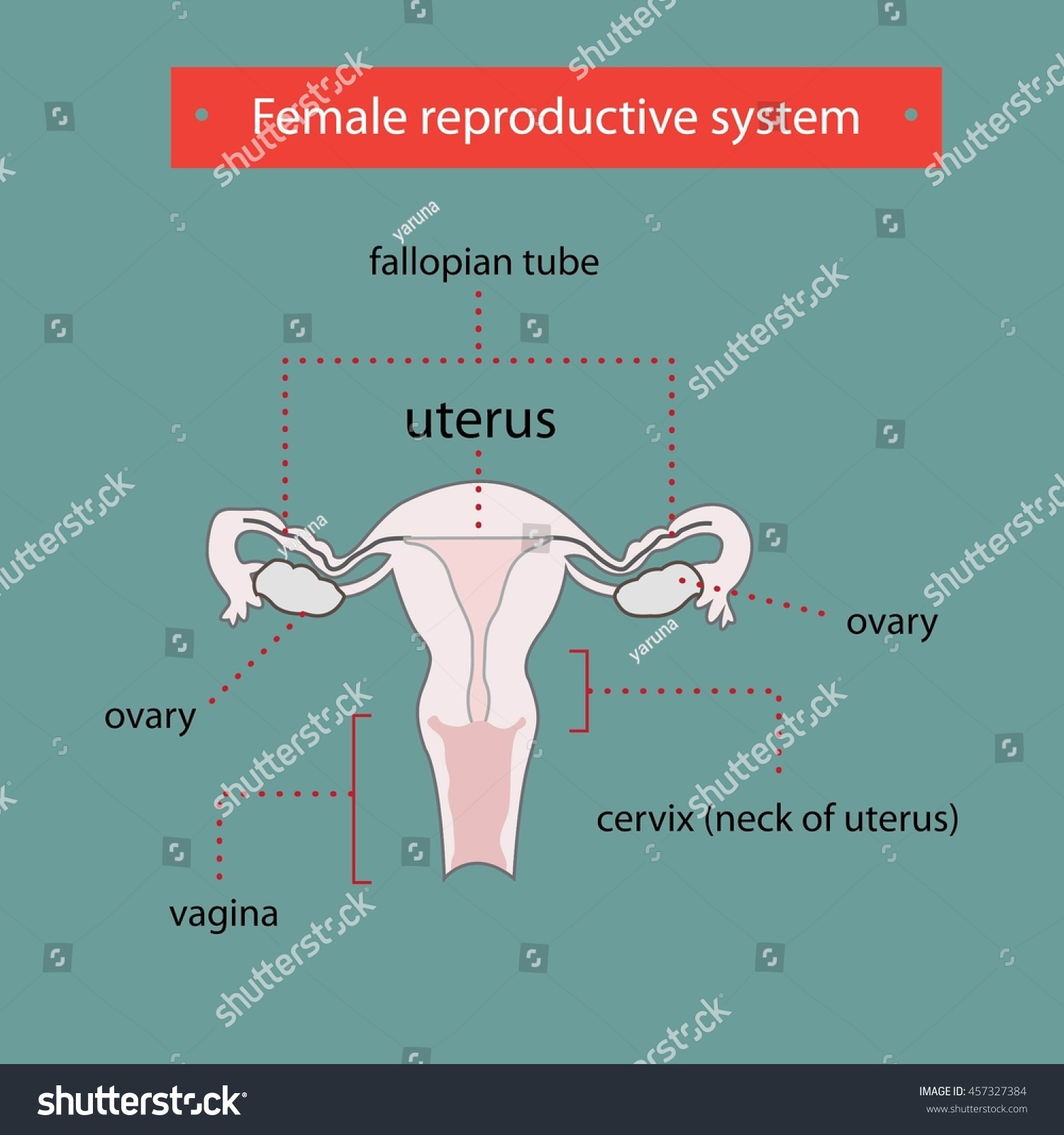 The Female Reproductive System Stock Vector