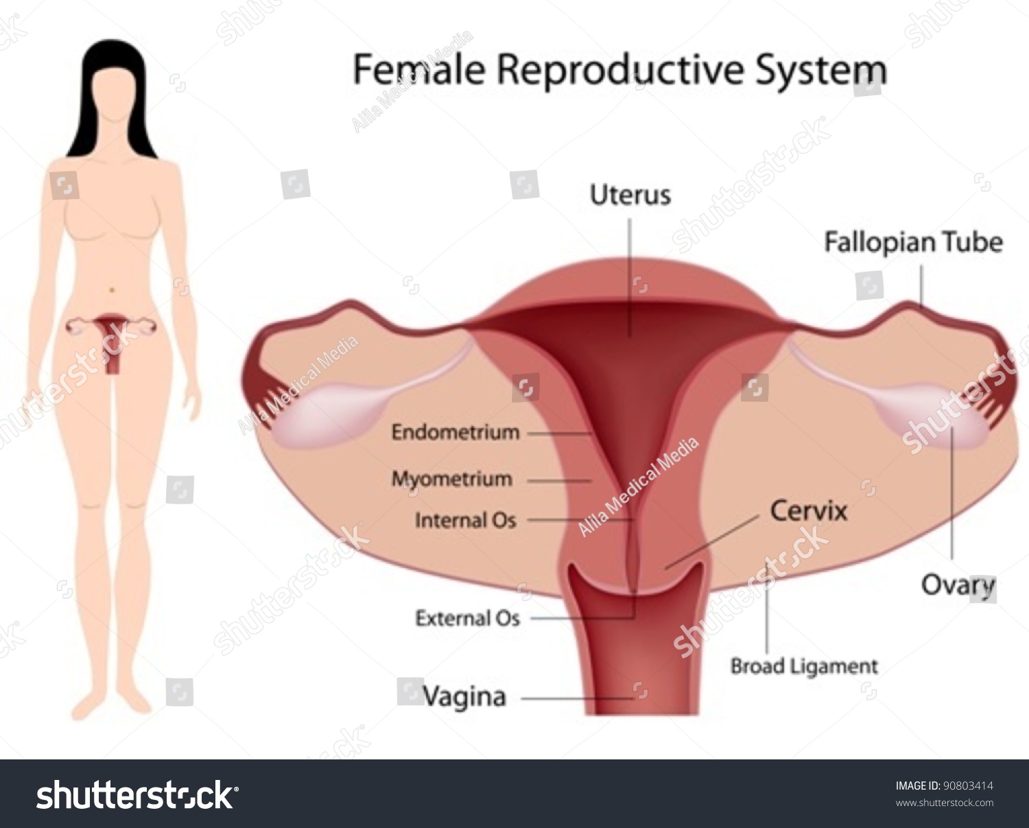 Female Reproductive System Stock Vector 90803414 Shutterstock