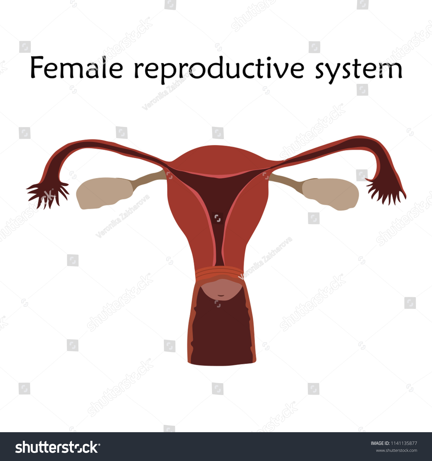 Human Female Reproductive Anatomy 0258