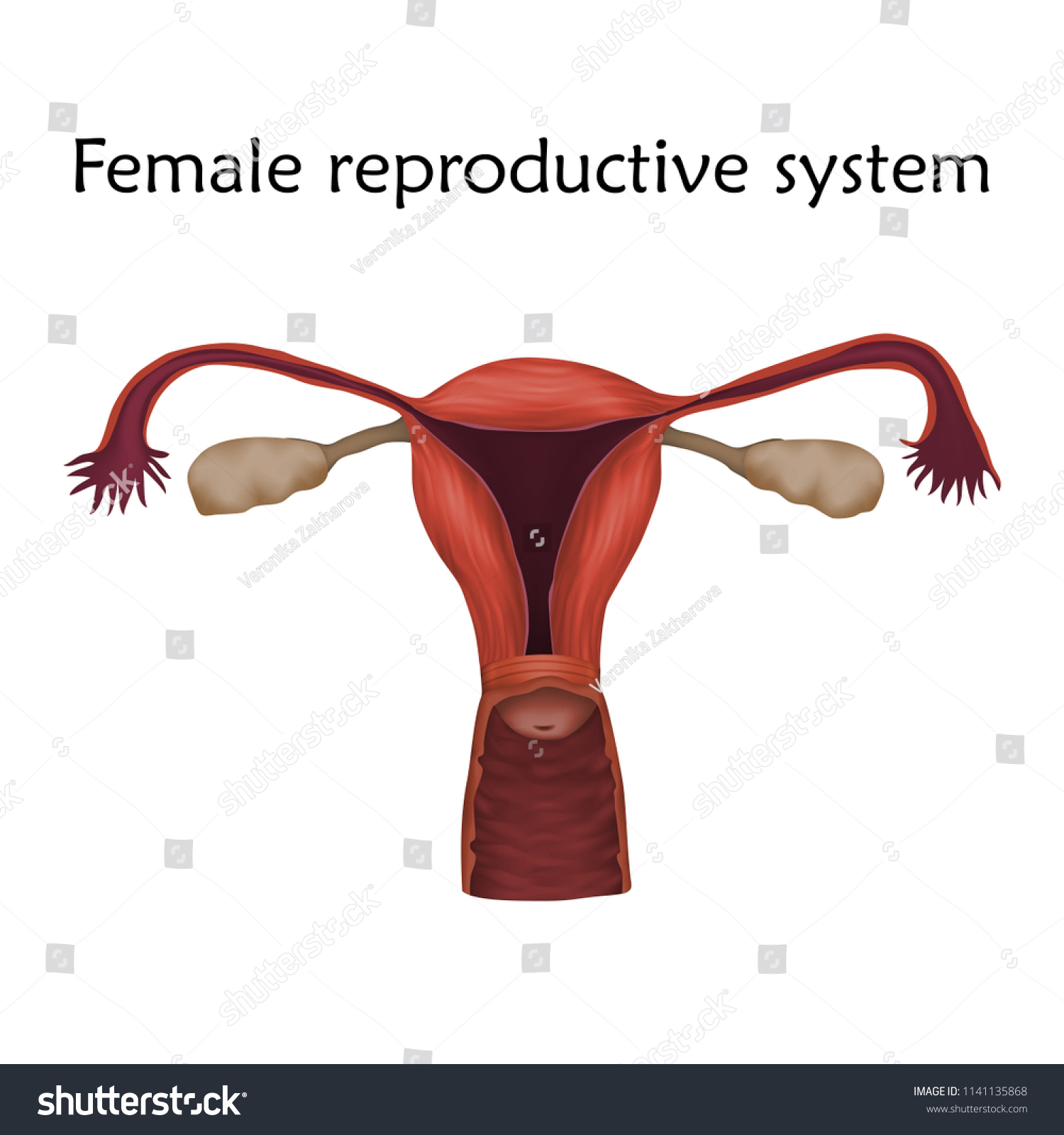 Female Reproductive System Anatomy Realistic Vector Stock Vector ...