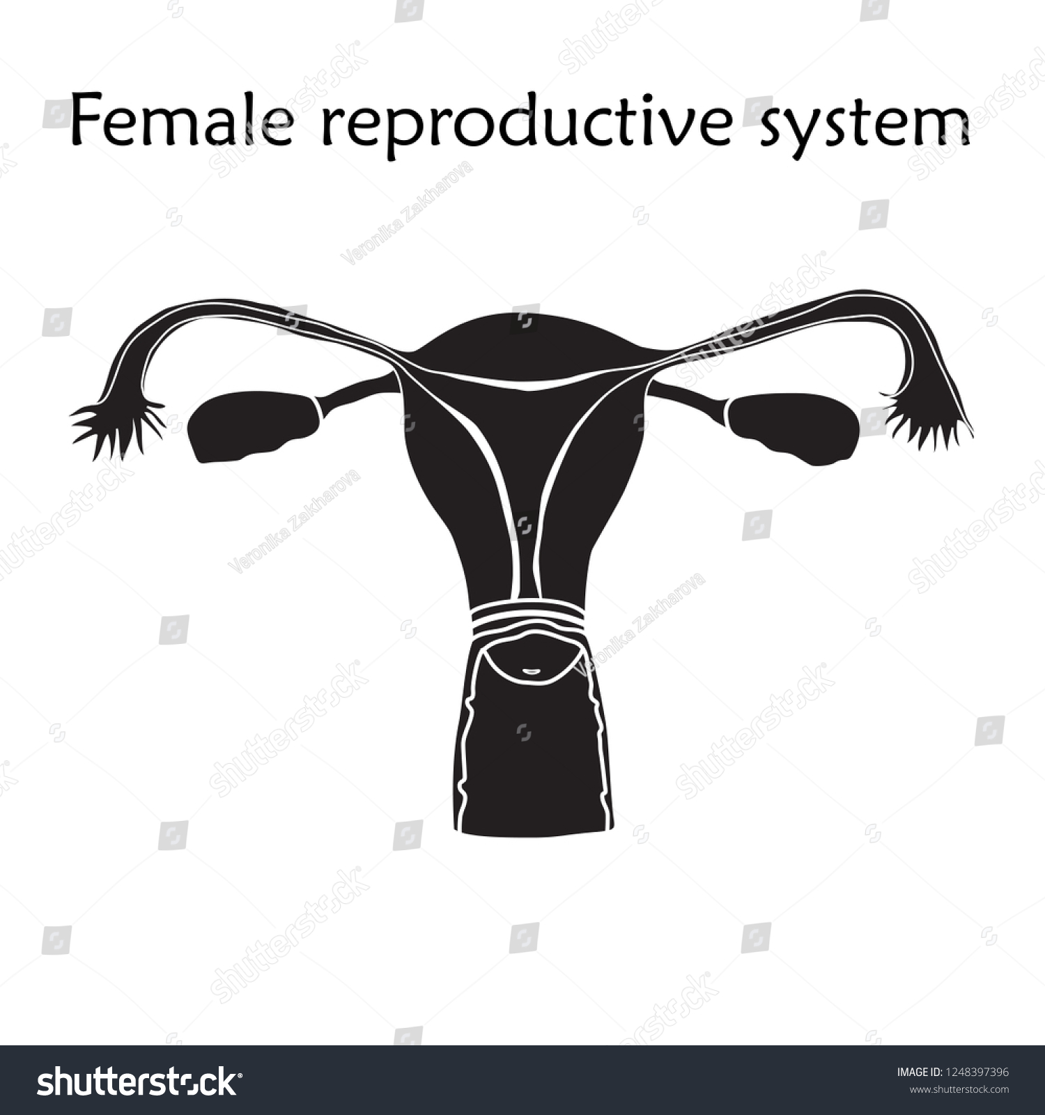 Vektor Stok Female Reproductive System Anatomy Silhouette Vector Tanpa Royalti 1248397396 5694