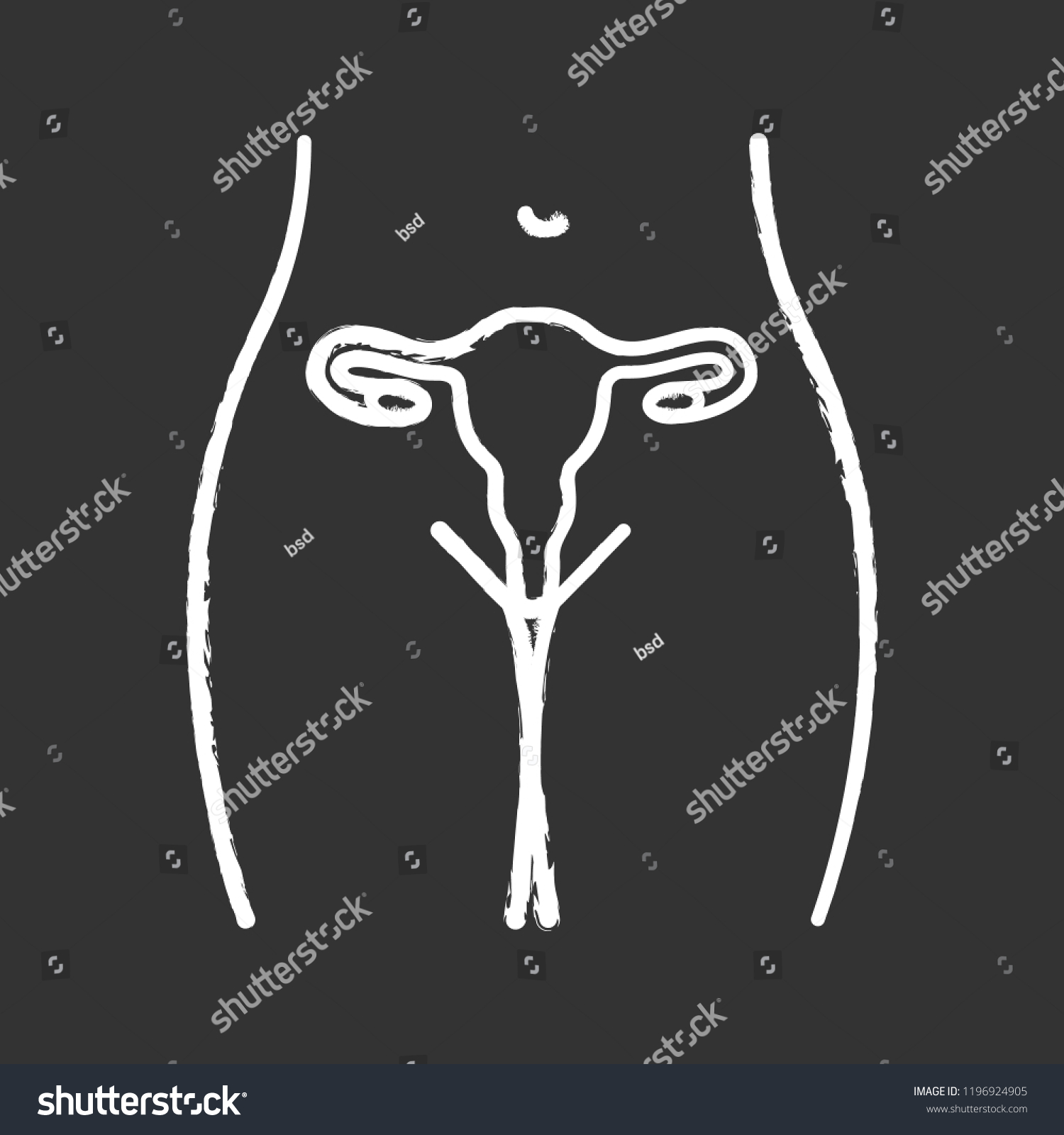 Female Reproductive System Chalk Icon Uterus Stock Vector (Royalty Free ...