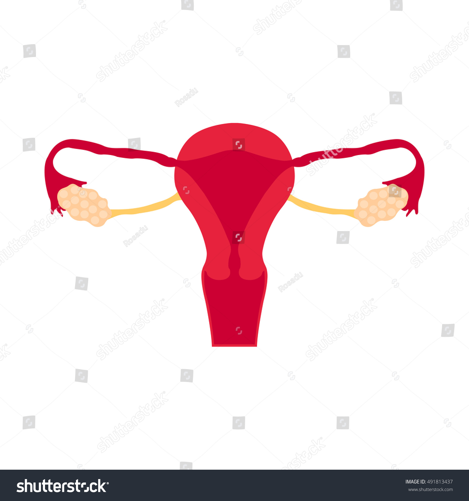 Female Reproductive System Circuit Sketch Handdrawn Stock Vector 