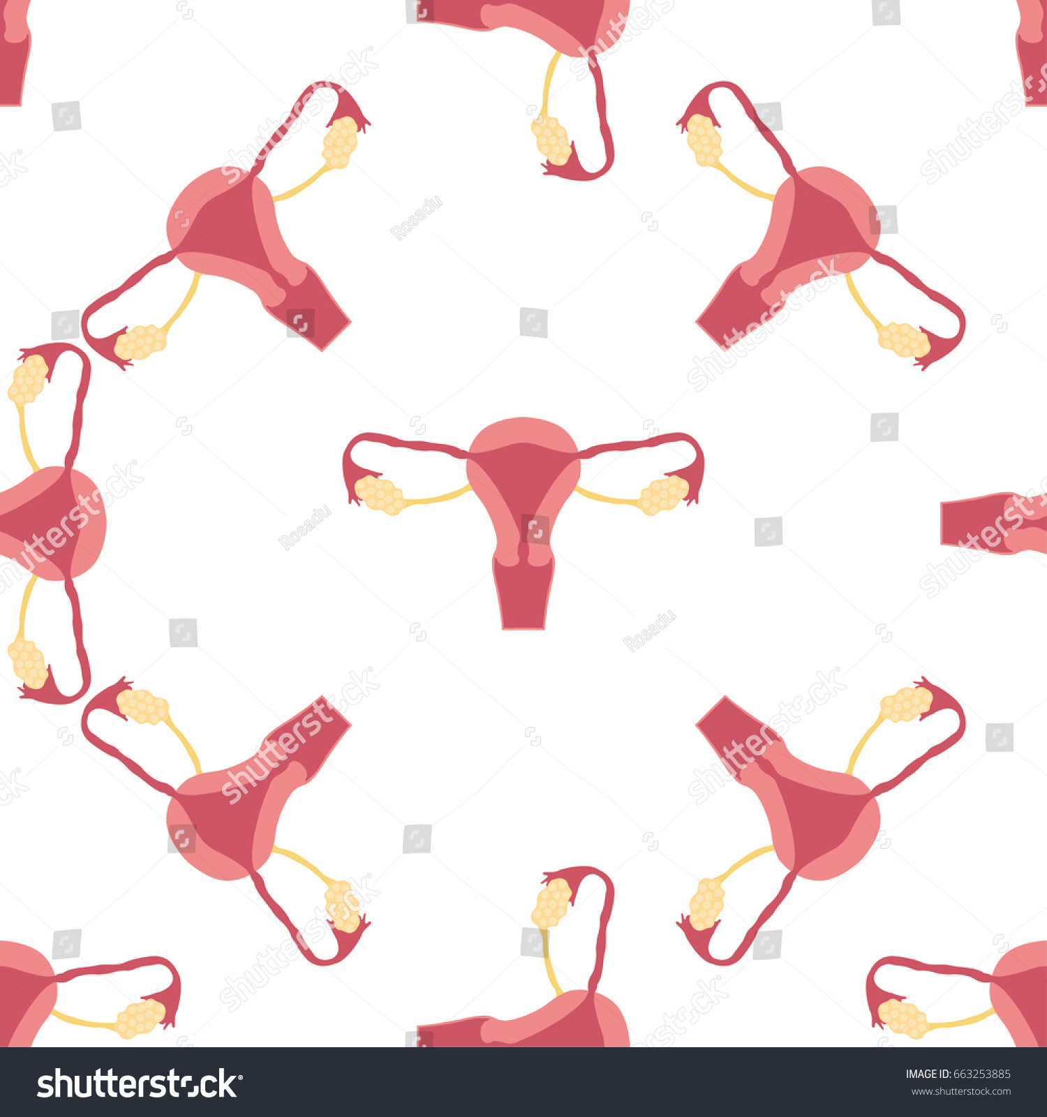 Female Reproductive System Handdrawn Illustration Color Vector De Stock Libre De Regalías 5685