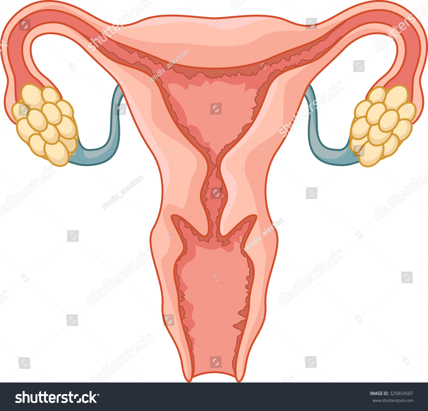 Female Reproductive System Illustration Stock Vector Royalty Free 2808