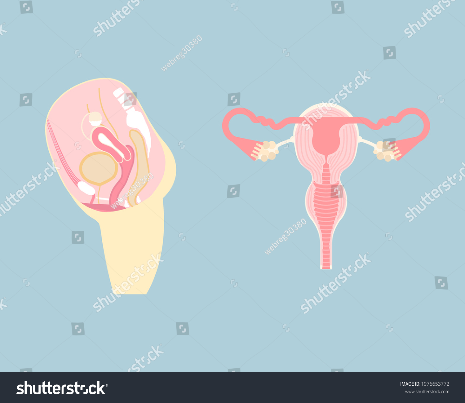 Female Reproductive System Internal Organs Anatomy: vector de stock