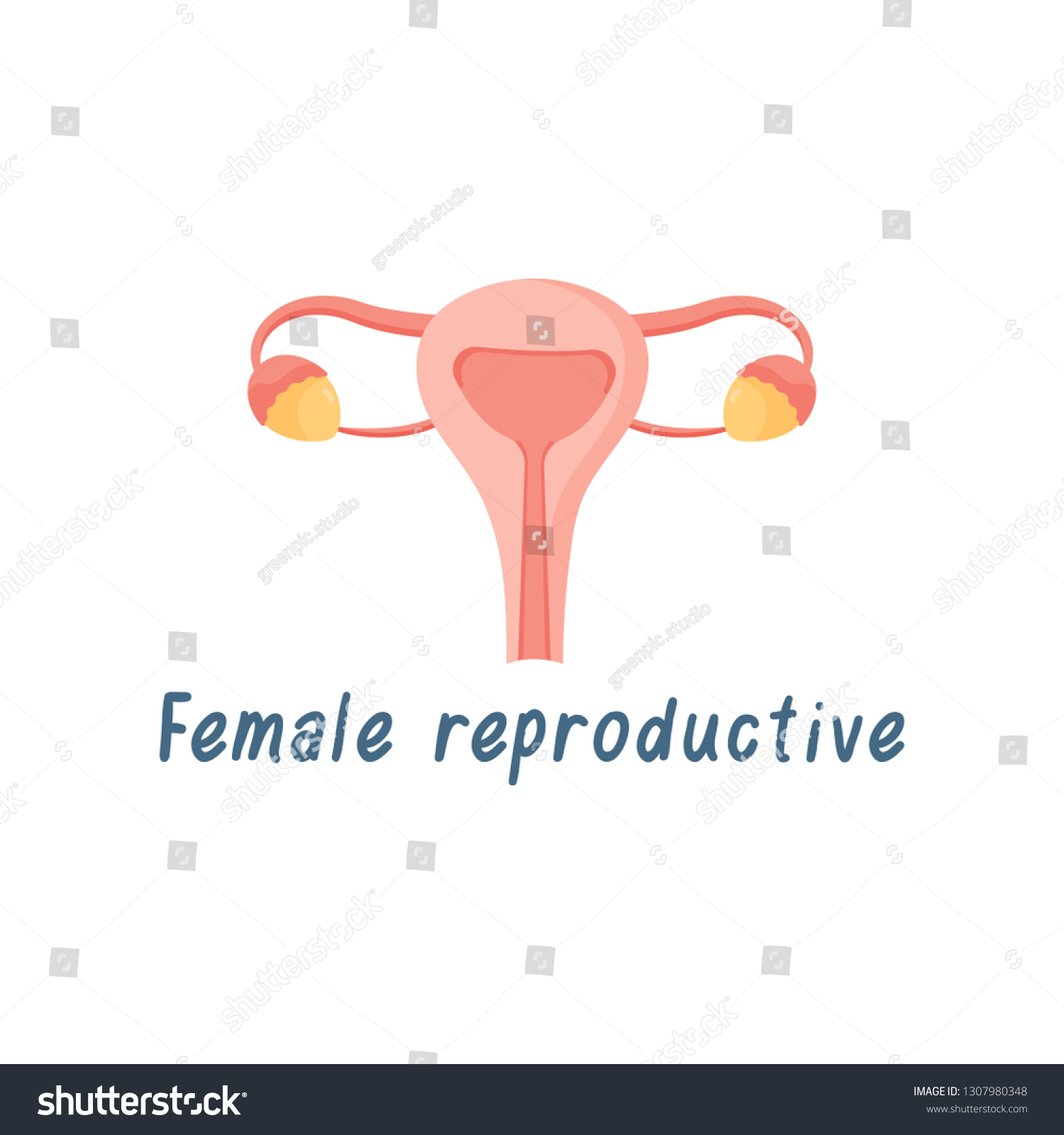 Female Reproductive System Internal Organs Human เวกเตอร์สต็อก ปลอด