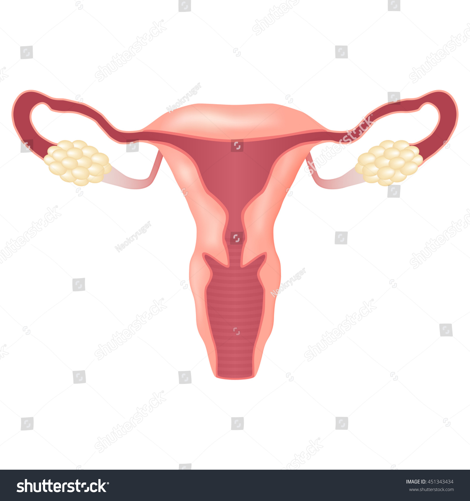 Female Reproductive System Uterus Ovaries Scheme เวกเตอร์สต็อก ปลอด