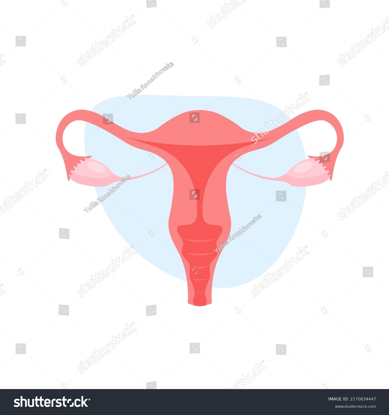 Female Reproductive System Uterus Trendy Flat Stock Vector (Royalty ...