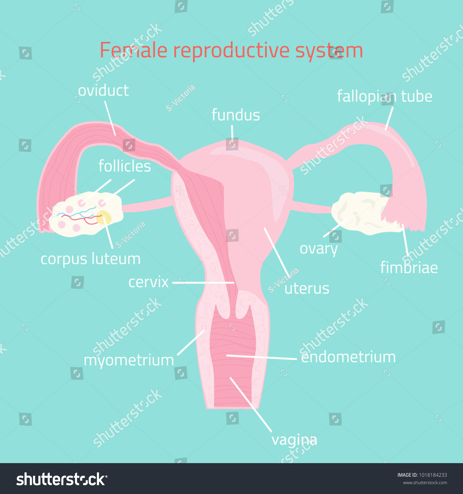 Female Reproductive System Vector Hand Drawn Stock Vector (Royalty Free ...