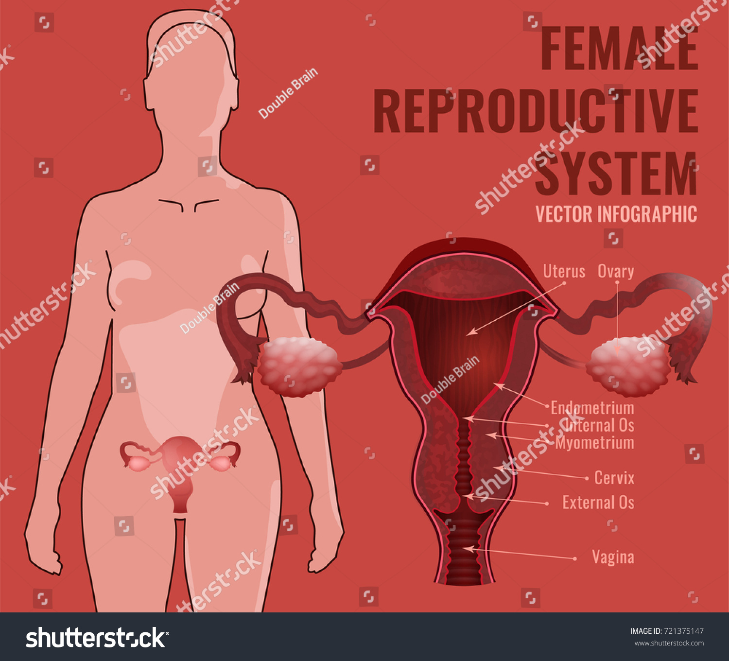 Vektor Stok Female Reproductive System Vector Illustration Isolated Tanpa Royalti 721375147 3878