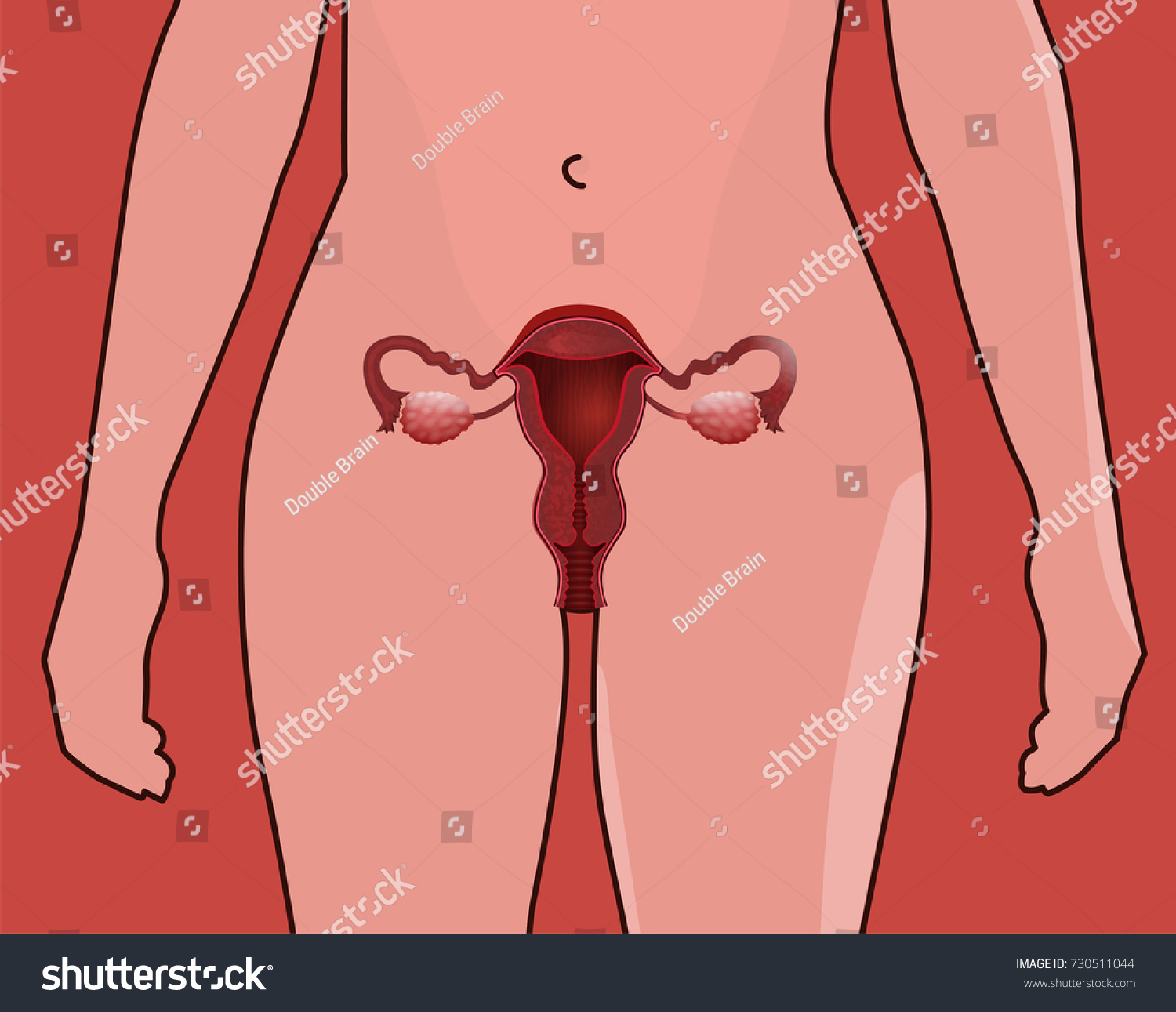 Female Reproductive System Vector Illustration Isolated เวกเตอร์สต็อก ปลอดค่าลิขสิทธิ์ 8357