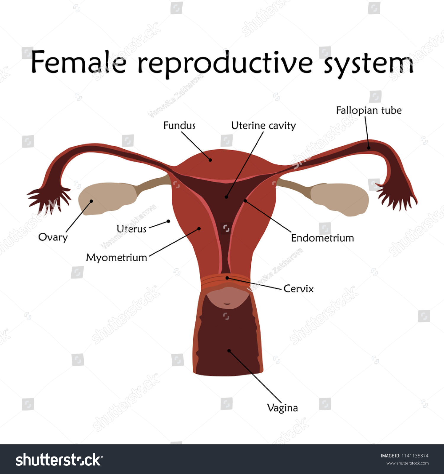 Female Reproductive System Description Anatomy Flat Stock Vector