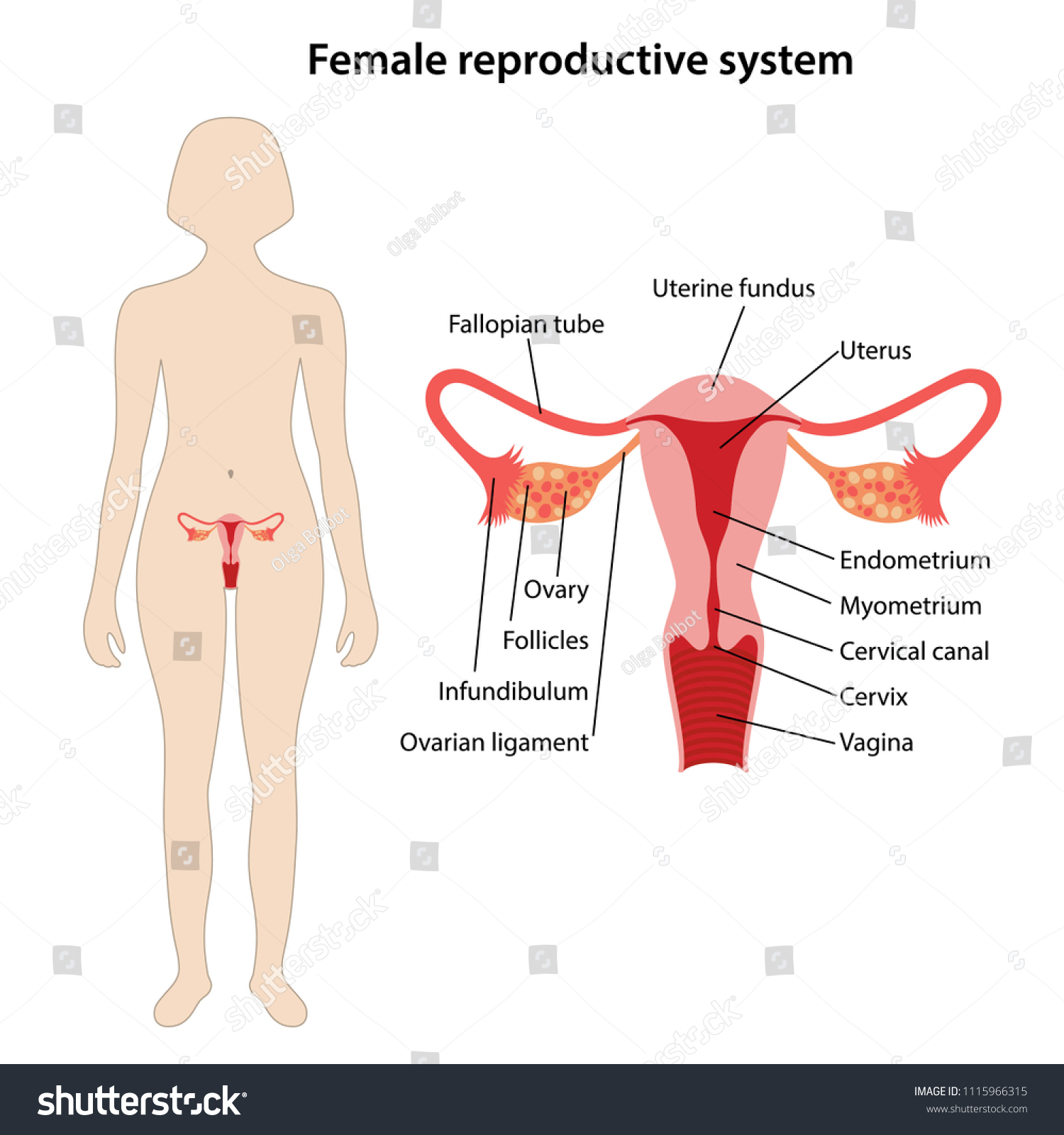 Female Reproductive System Main Parts Labeled Stock Vector Royalty Free 1115966315