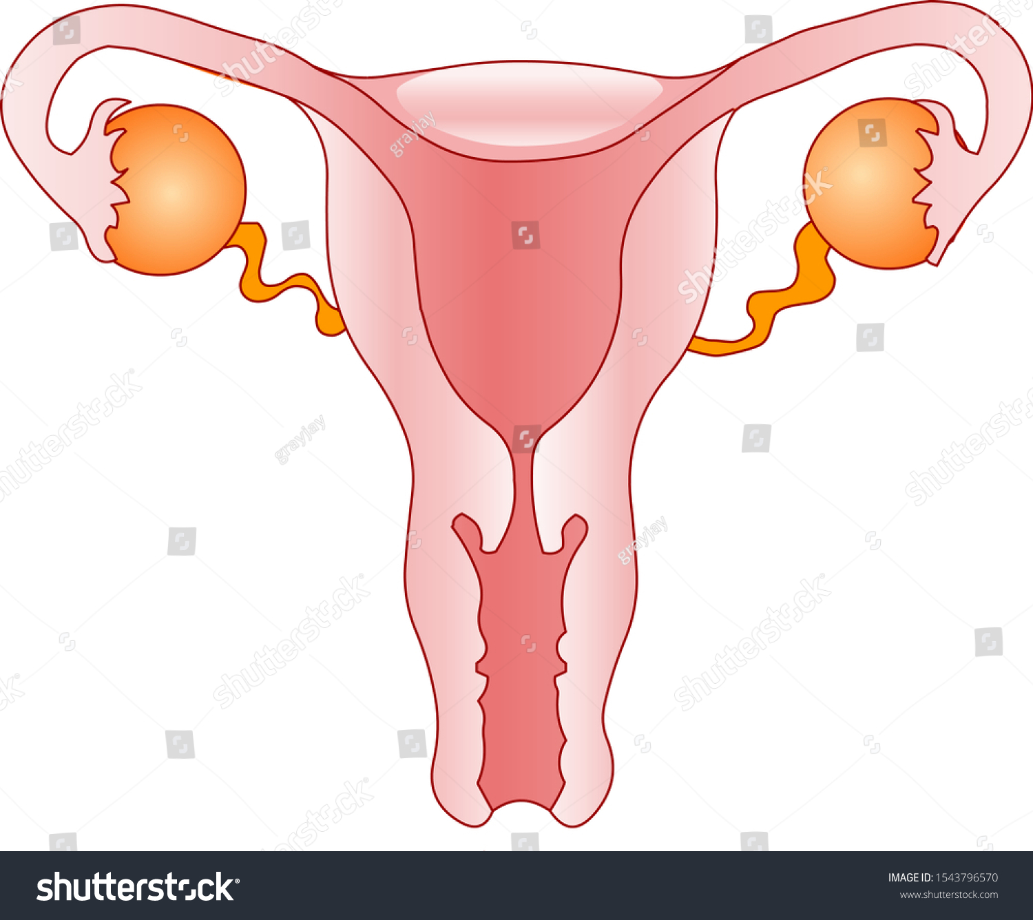 Female Reproductive System Women Organs Reproduction Stock Vector Royalty Free 1543796570