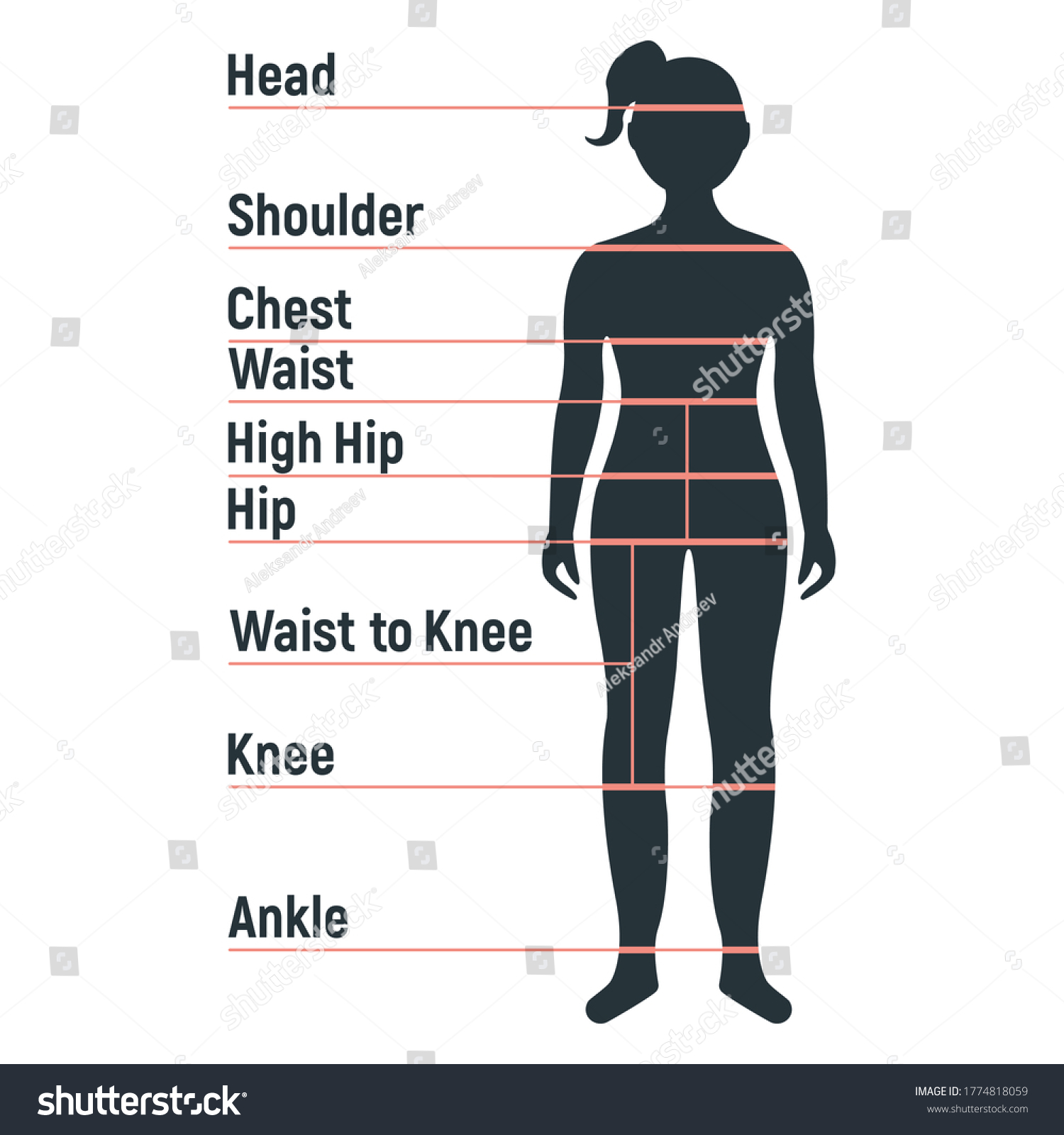 Female Size Chart Anatomy Human Character Stock Vector (Royalty Free ...