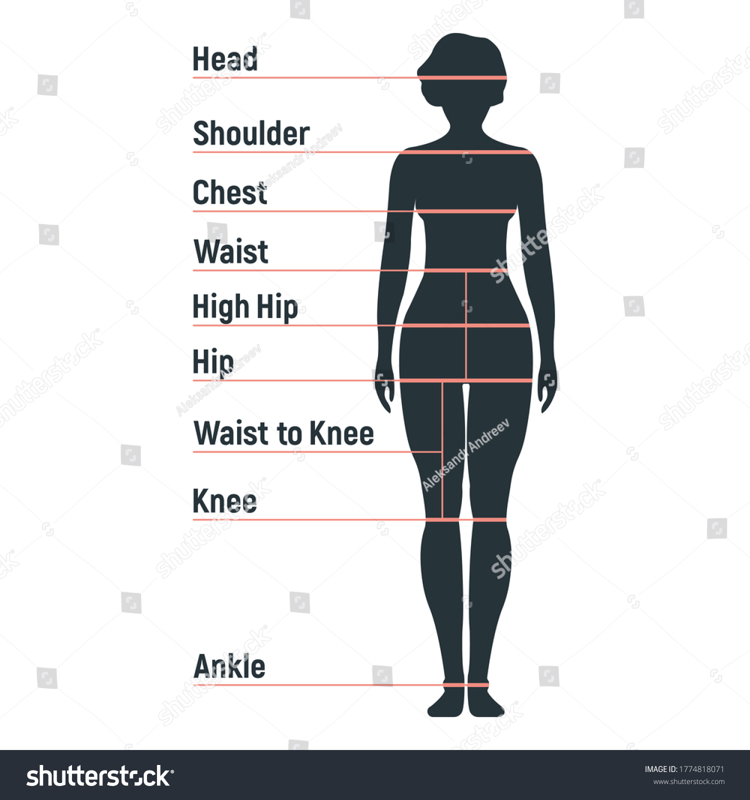 Female Size Chart Anatomy Human Character Stock Vector (Royalty Free ...