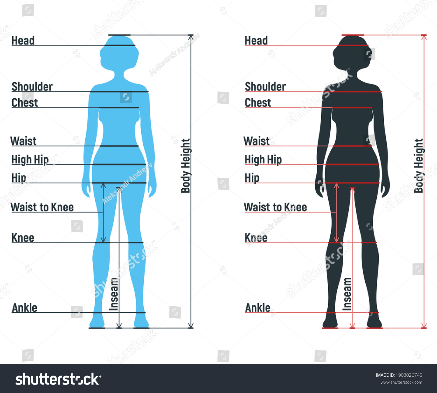 Female Size Chart Anatomy Human Character Stock Vector (Royalty Free ...