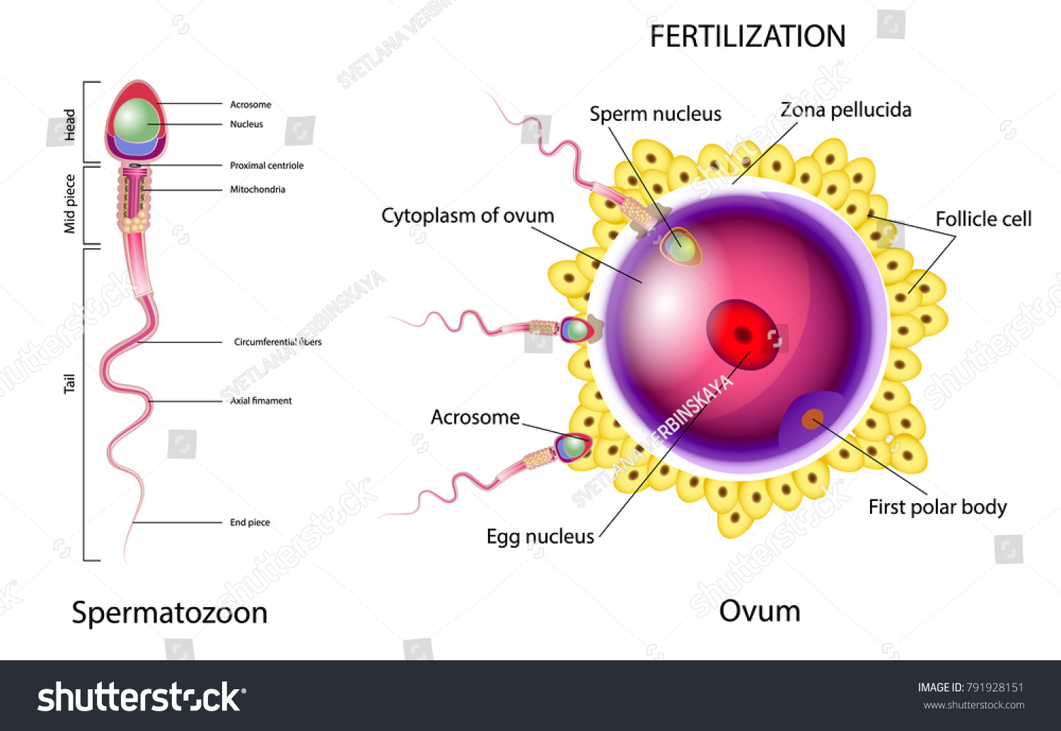 Fecundating Images, Stock Photos & Vectors | Shutterstock