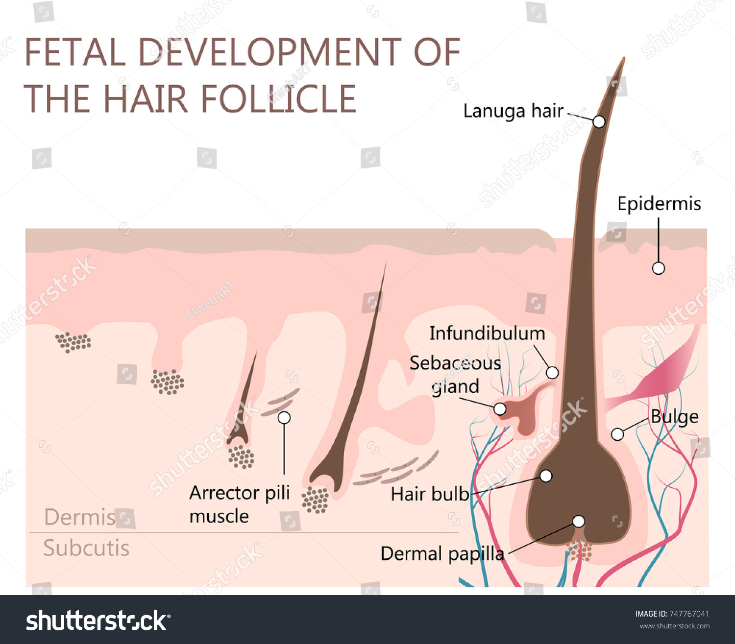 Fetal Development Hair Follicle Stock Vector (Royalty Free) 747767041