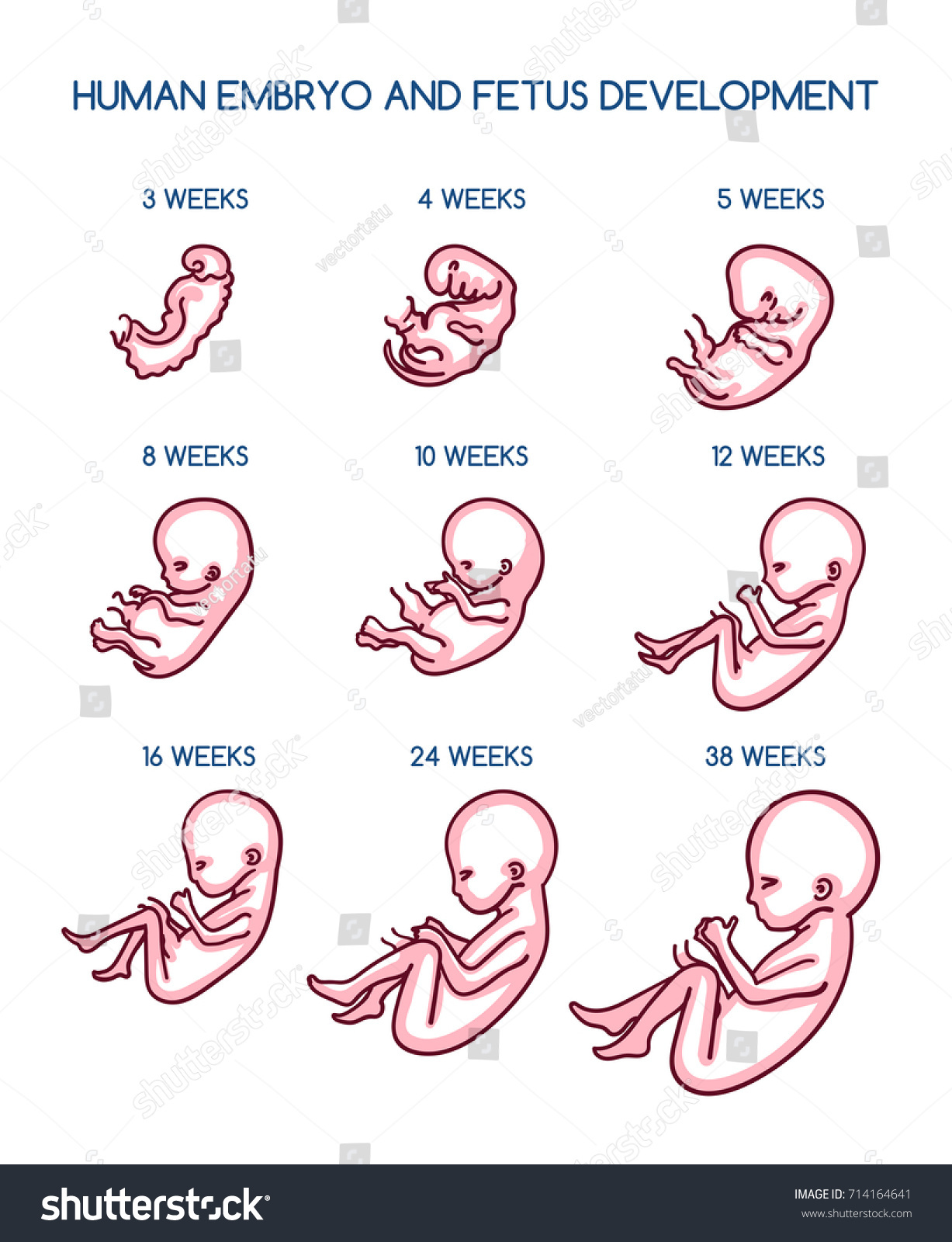 Fetal Development Vector Illustration Pregnancy Antenatal 库存矢量图（免版税）714164641 Shutterstock 6929