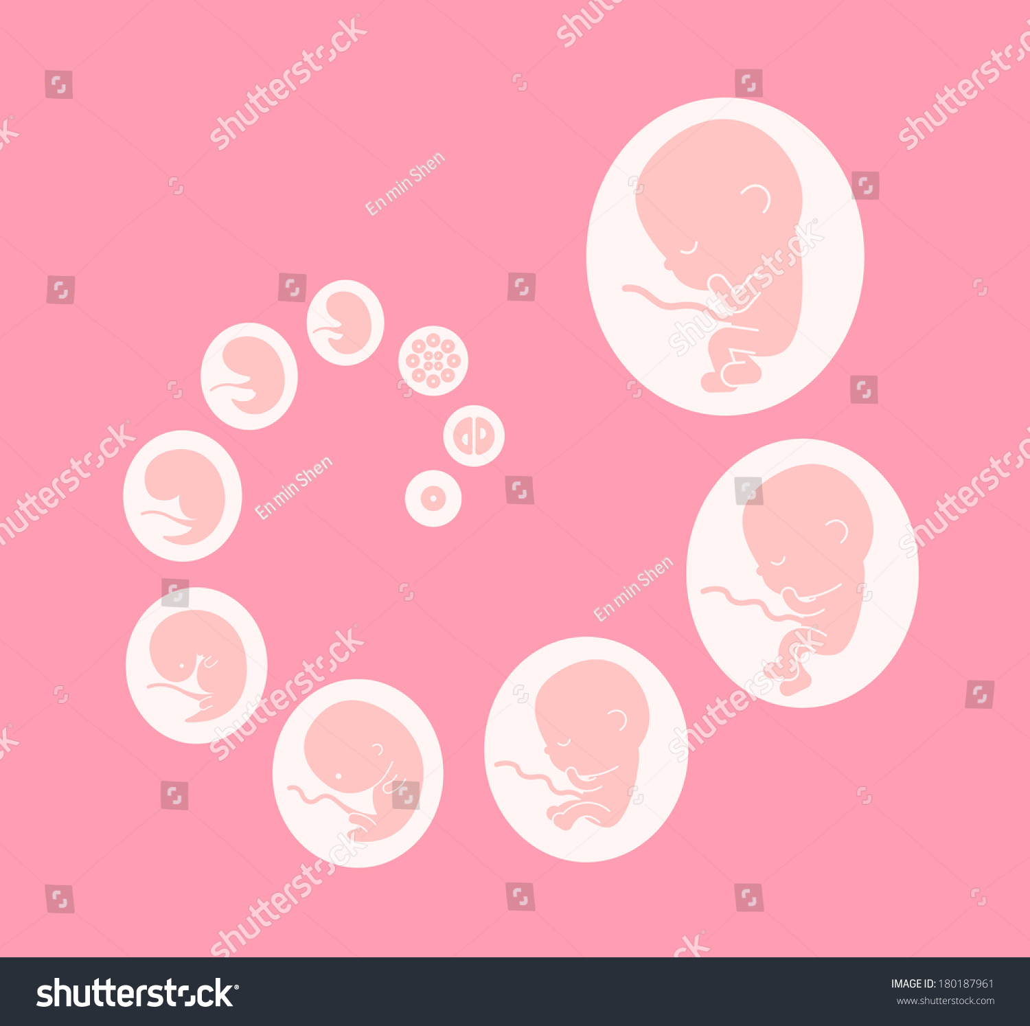 Fetus Stages Stock Vector 180187961 - Shutterstock