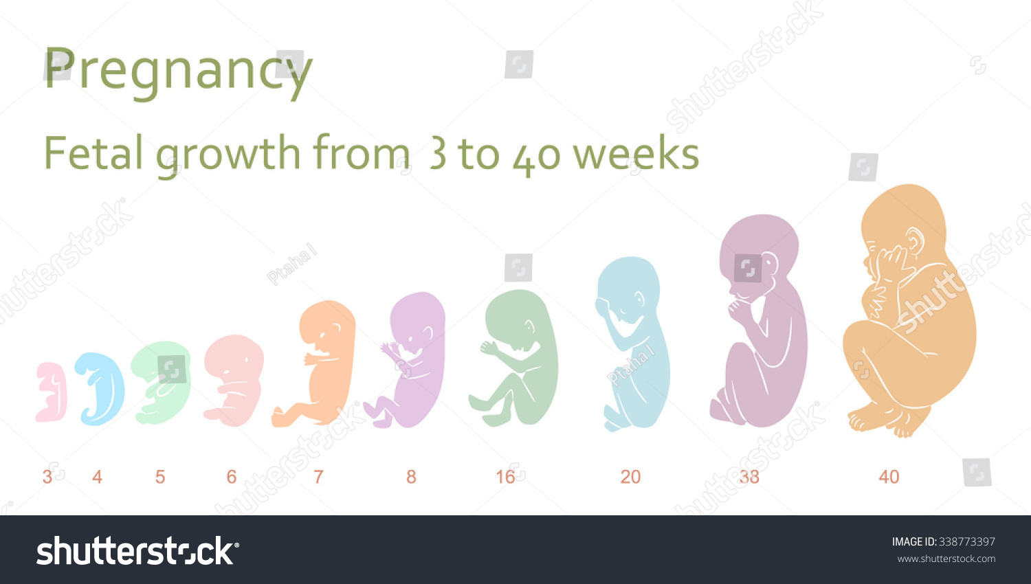 Fetus Stages Weeks Pregnancy Fetal Growth Stock Vector 338773397 ...
