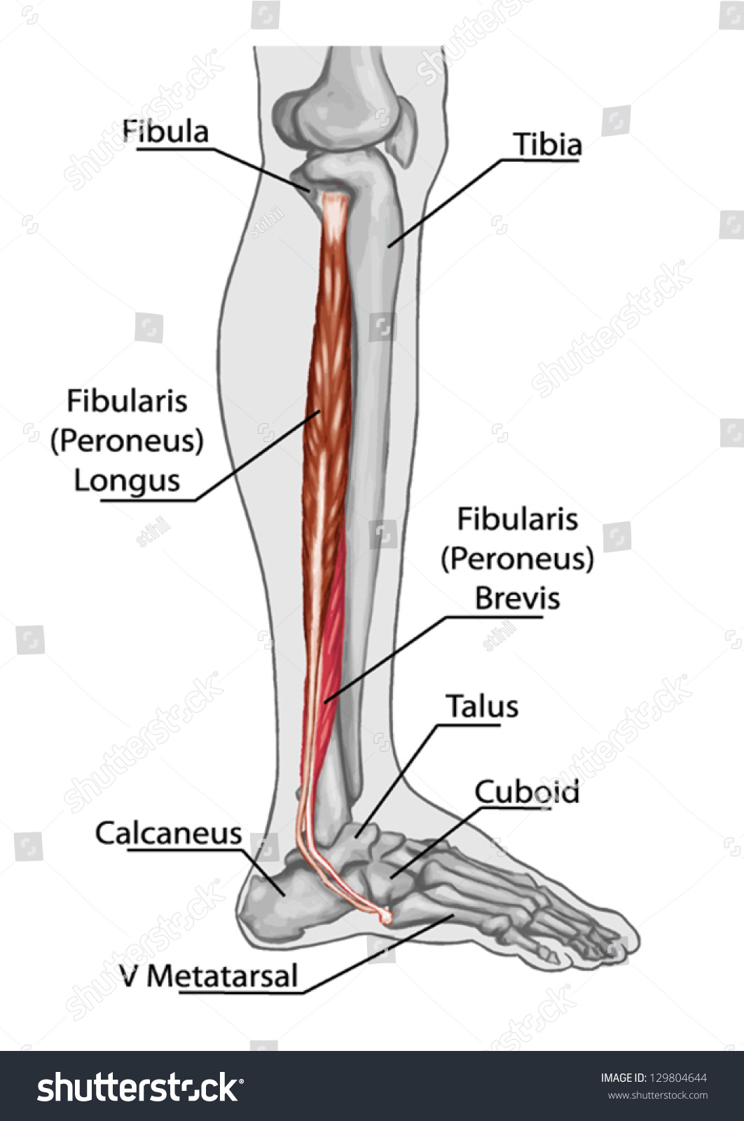 Fibularis Peroneus Longusb Ã¢Â?Â? Anatomy Of Leg And Foot Human ...