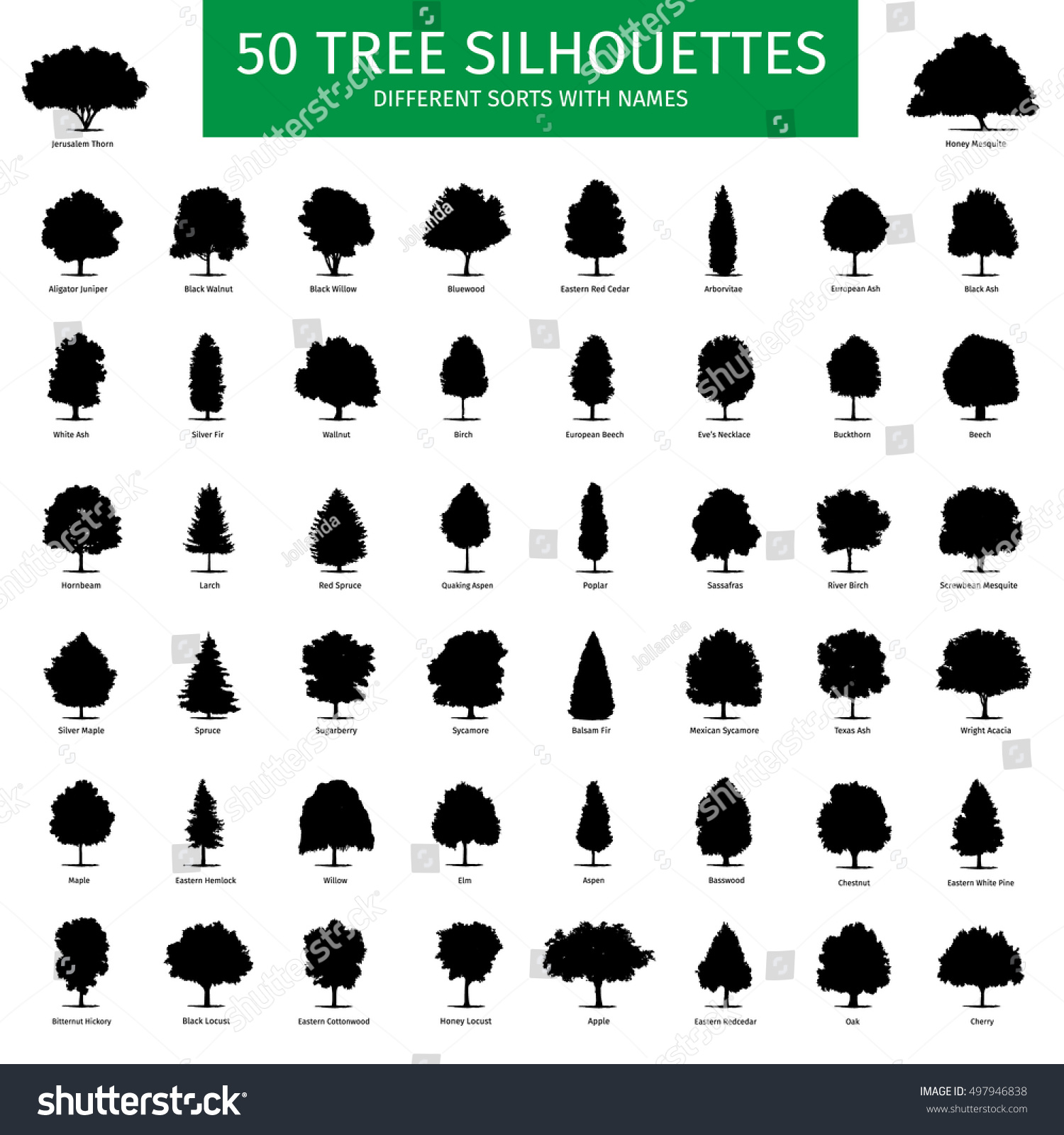 SVG of Fifty different tree sorts with names. Silhouette illustrations of tree types and specimens. Ash, fir, oak, walnut, chestnut, cherry, apple tree, maple, pine, larch, birch, spruce, aspen & other. svg