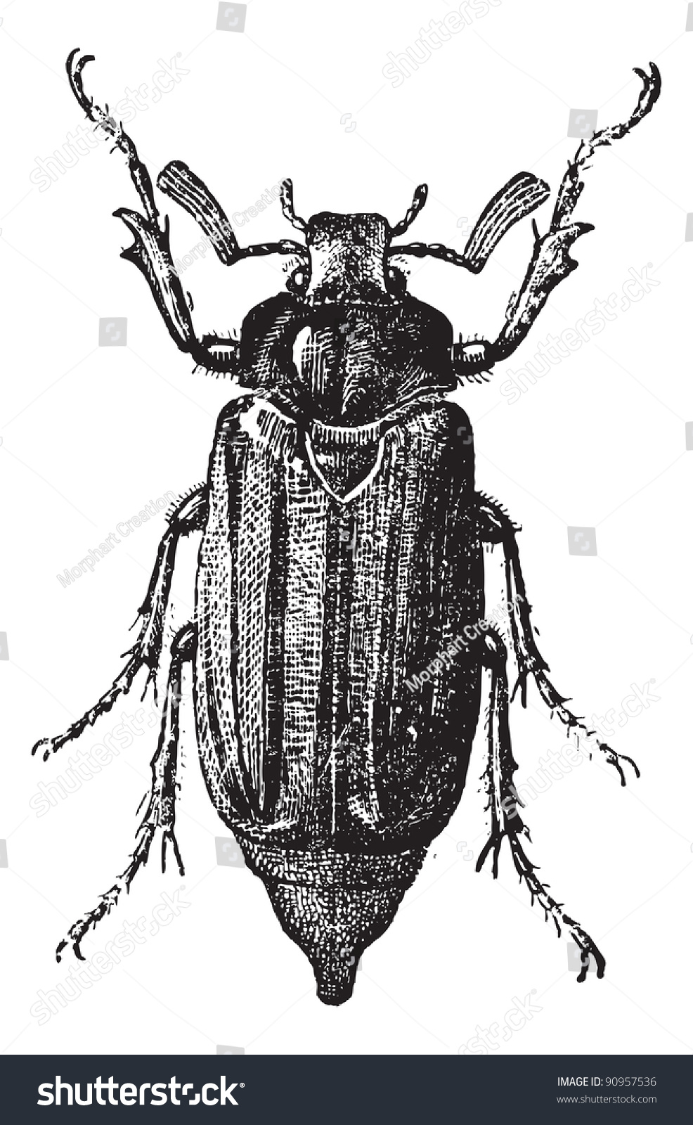 Fig 10. Cockchafer Or May Bug Or Mitchamador Or Billy Witch Or Spang ...