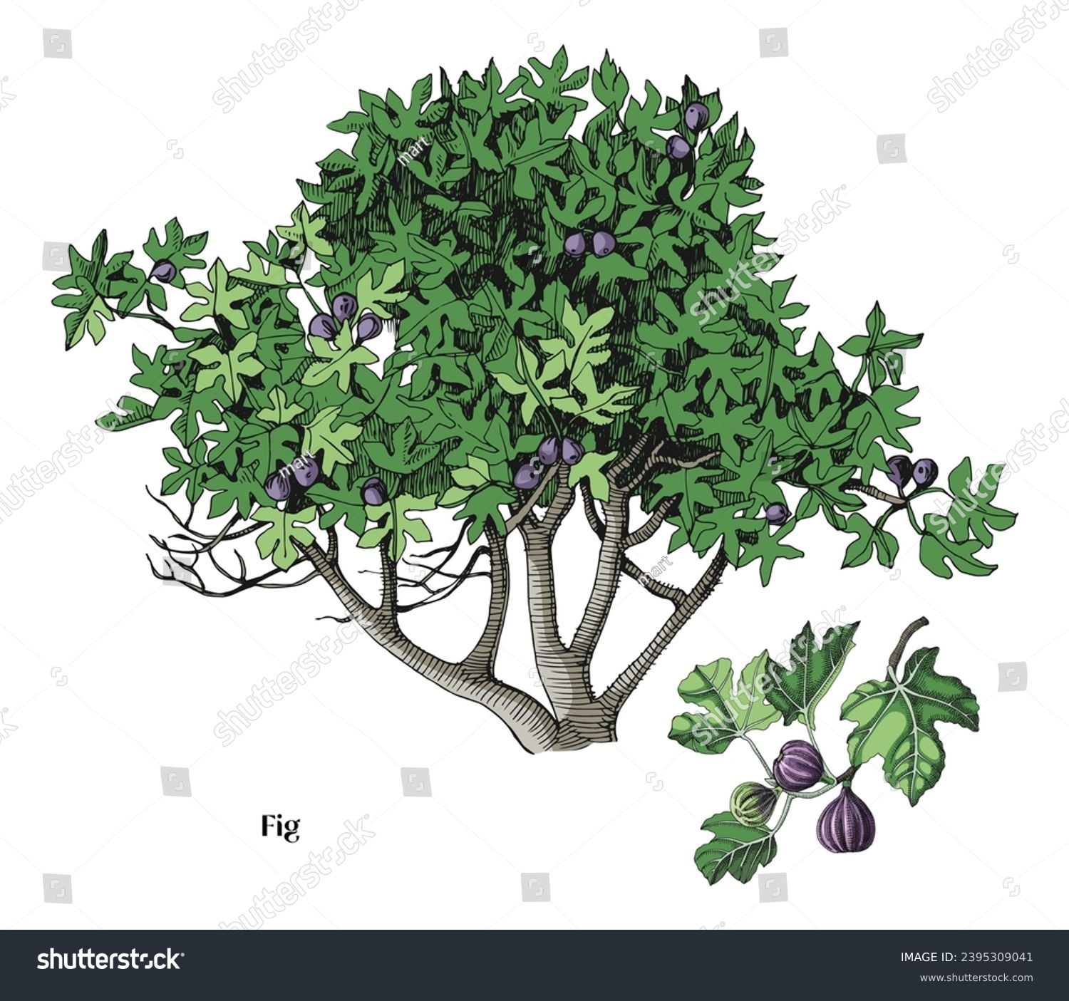 fig tree drawing, green leaves, purple fruit clip art preview