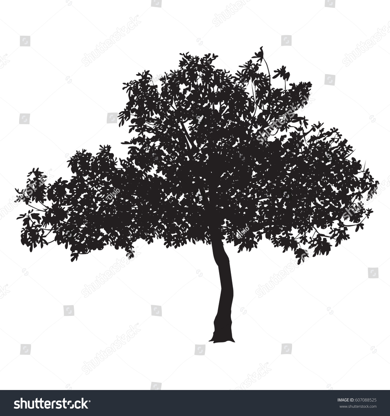 Fig Tree Ficus Carica Silhouette Sheet Stock Vector (Royalty Free ...