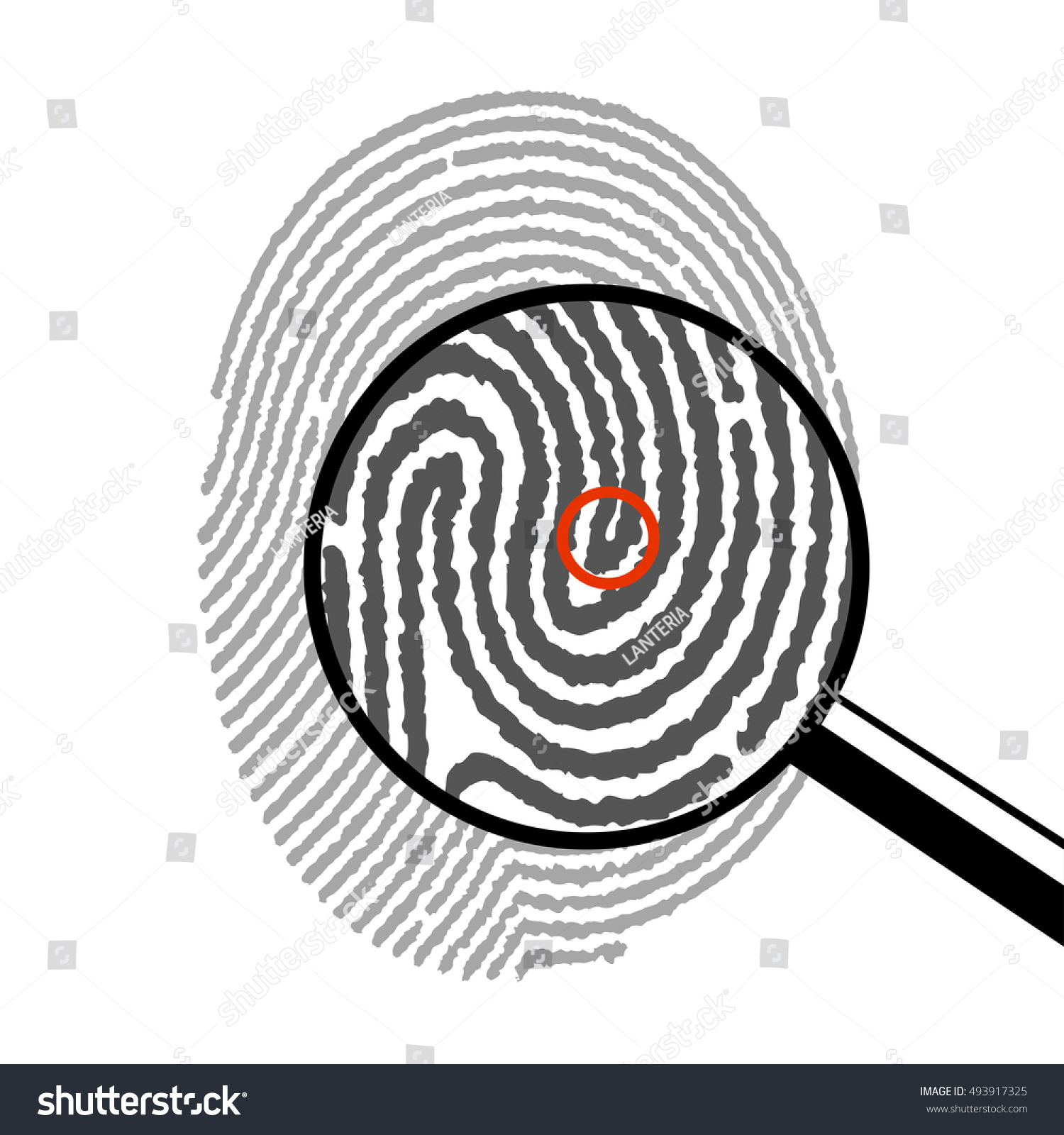 Fingerprint Under Magnifying Glass Stock Vector (Royalty Free ...