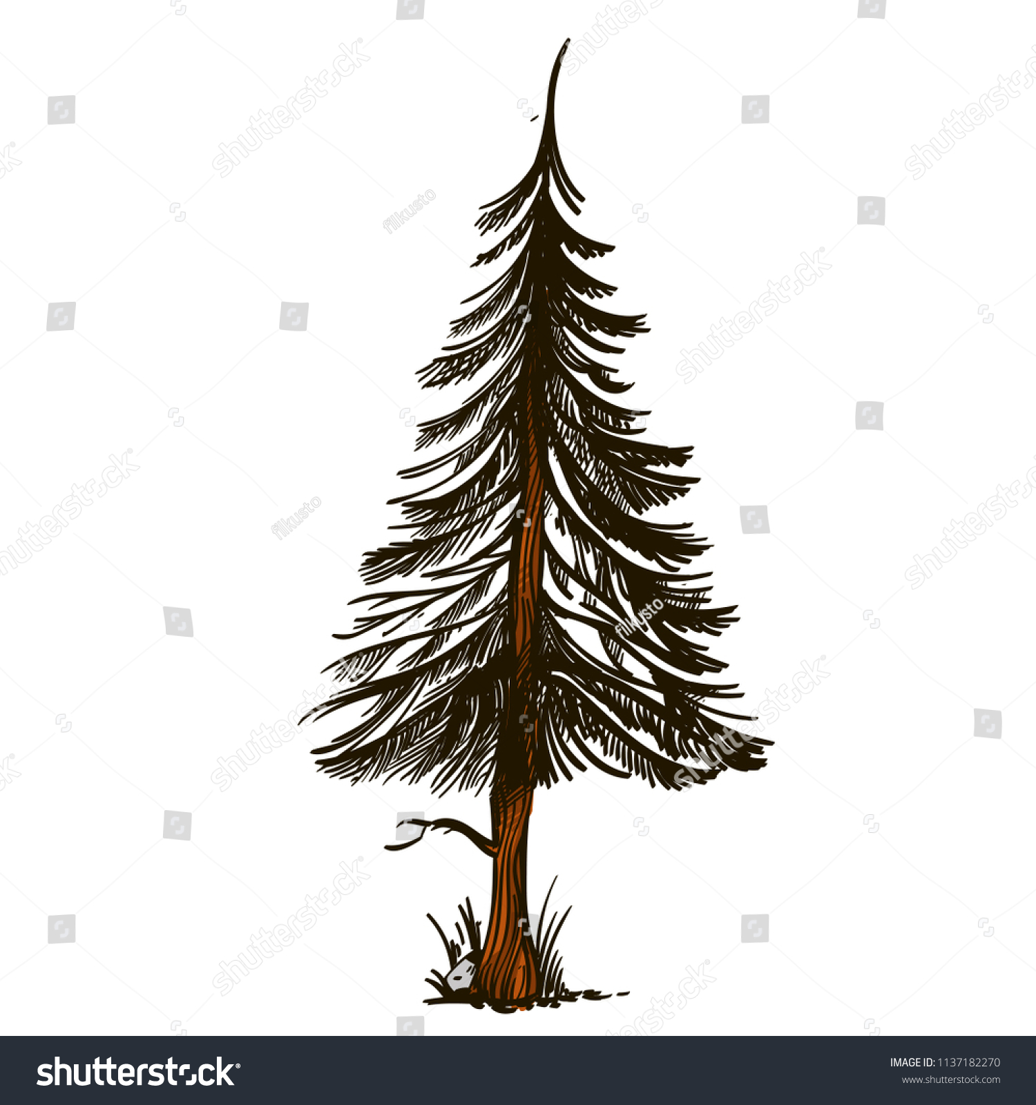 Fir Tree Hand Drawn Sketch Style Stock Vector (Royalty Free) 1137182270 ...