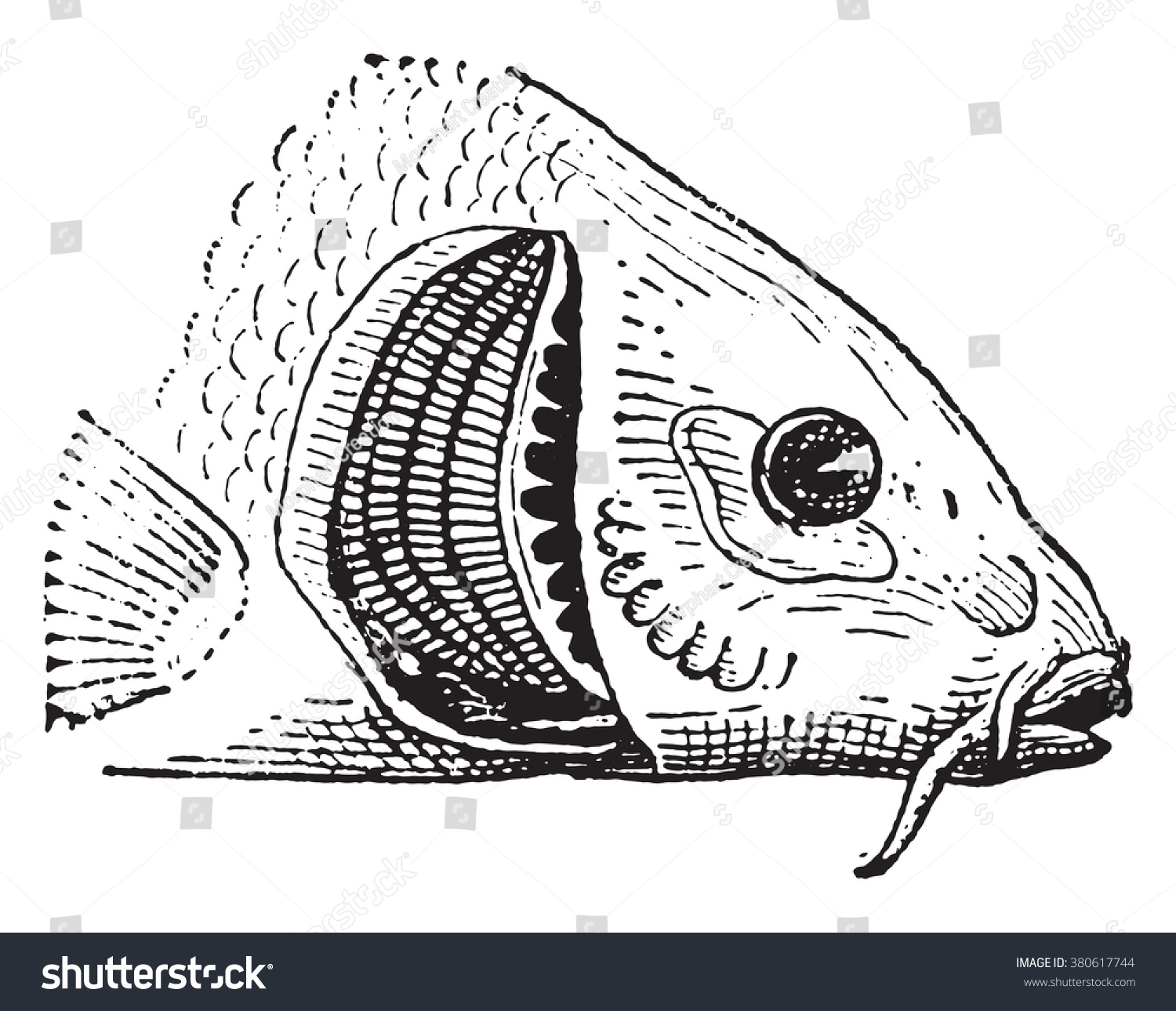 Download Fish Gill Vintage Engraved Illustration Dictionary Stock Vector (Royalty Free) 380617744 ...