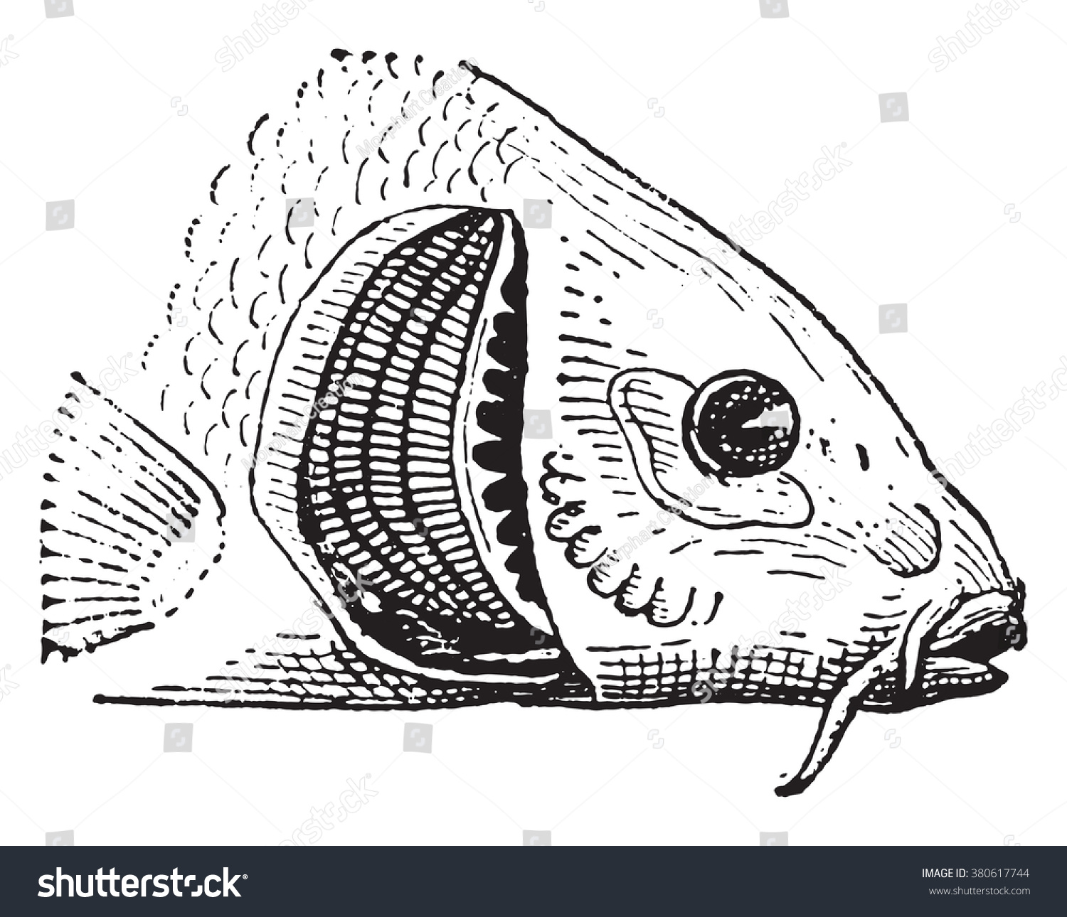 Download Fish Gill Vintage Engraved Illustration Dictionary Stock ...