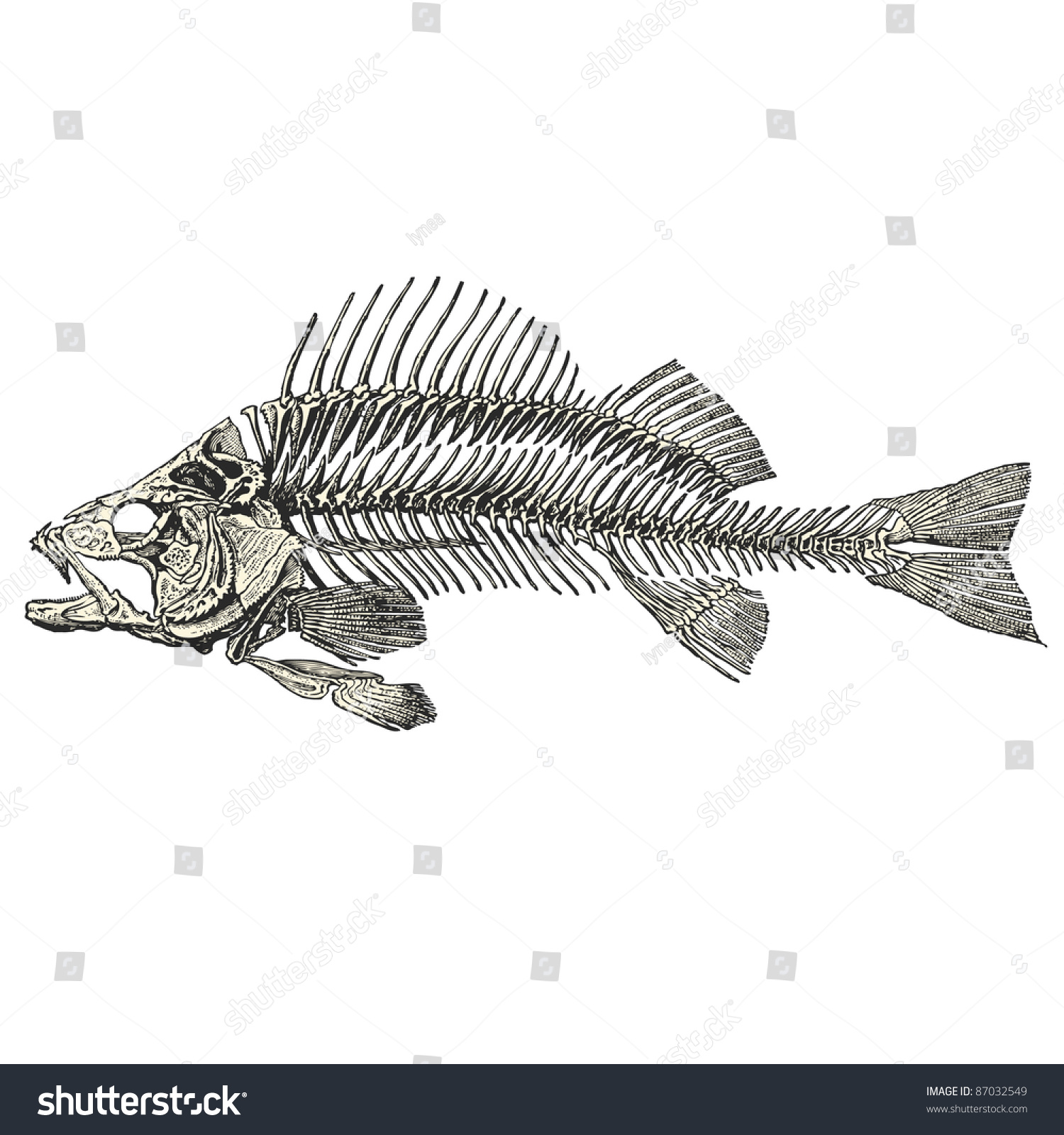 Fischskelett Stock Vektorgrafik Lizenzfrei