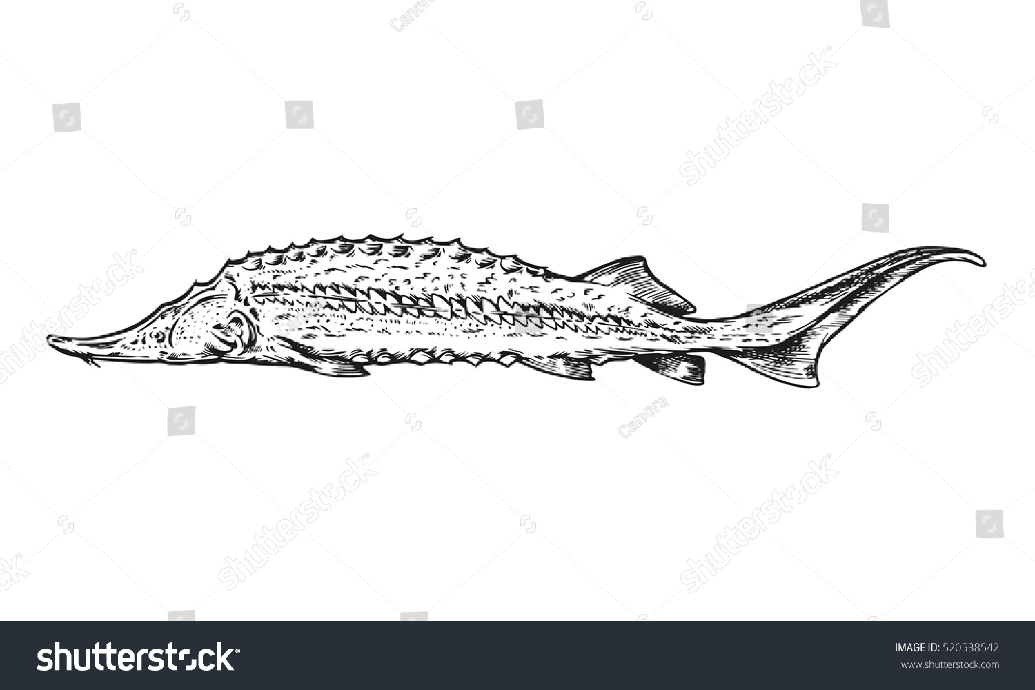 Fish Sturgeon Black Sea Ink Engraving Stock Vector (Royalty Free) 520538542